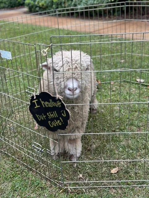 A fluffy sheep standing inside a small metal enclosure, with a black sign hanging on the fence that reads, 'I headbutt but still j cute!'