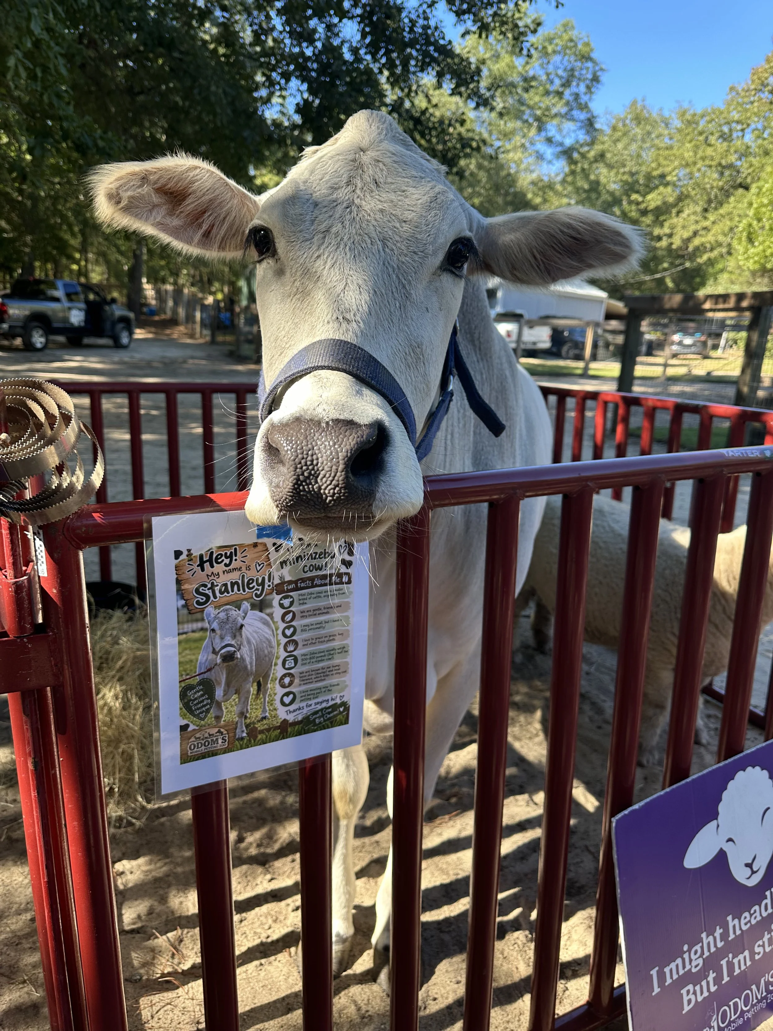 A white cow behind a red fence at a petting zoo, with green trees and blue sky in the background, looking directly at the camera.