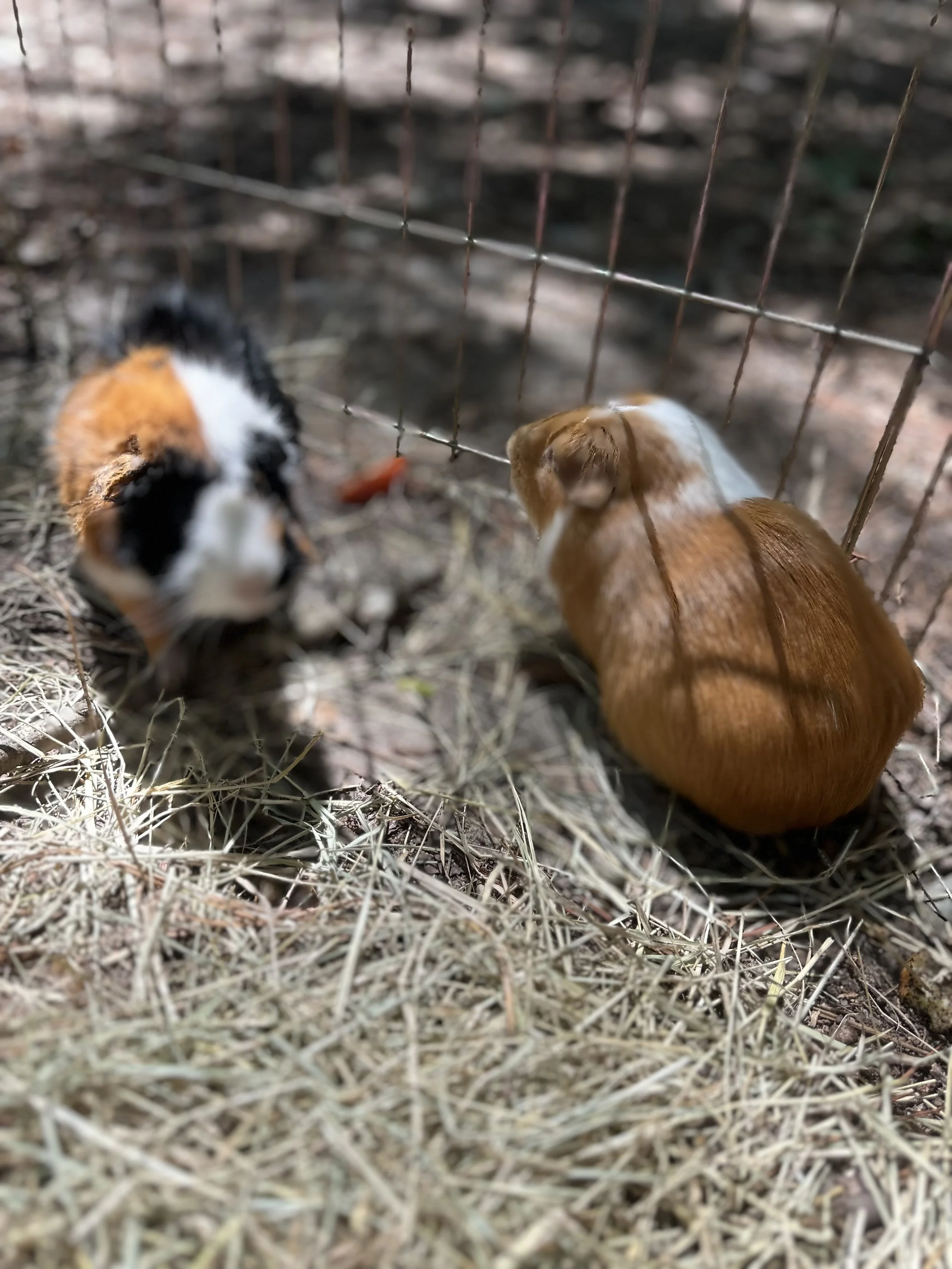Two guinea pigs in an outdoor cage on dry grass, one with black, white, and brown fur, the other with light brown and white fur.