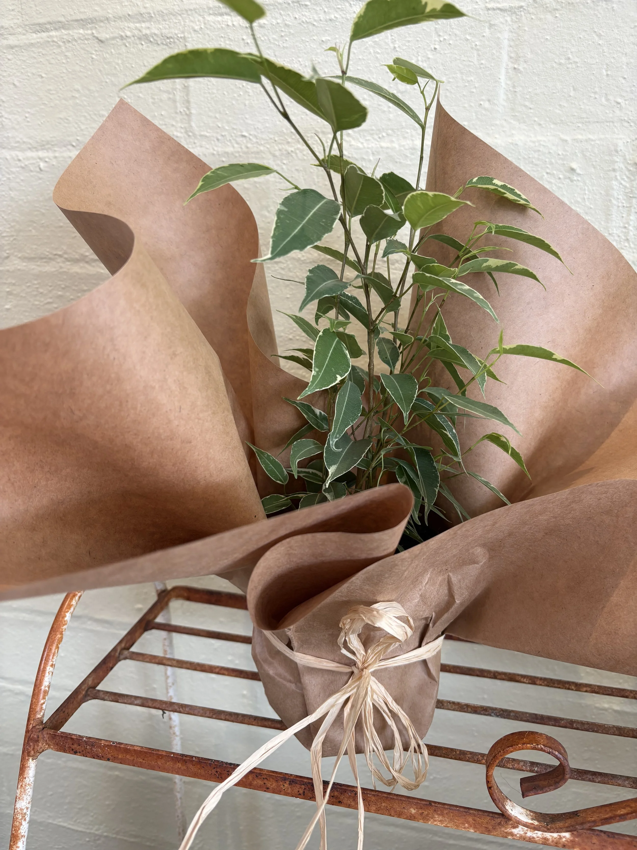 indoor plant for sale, Daylesford indoor plants