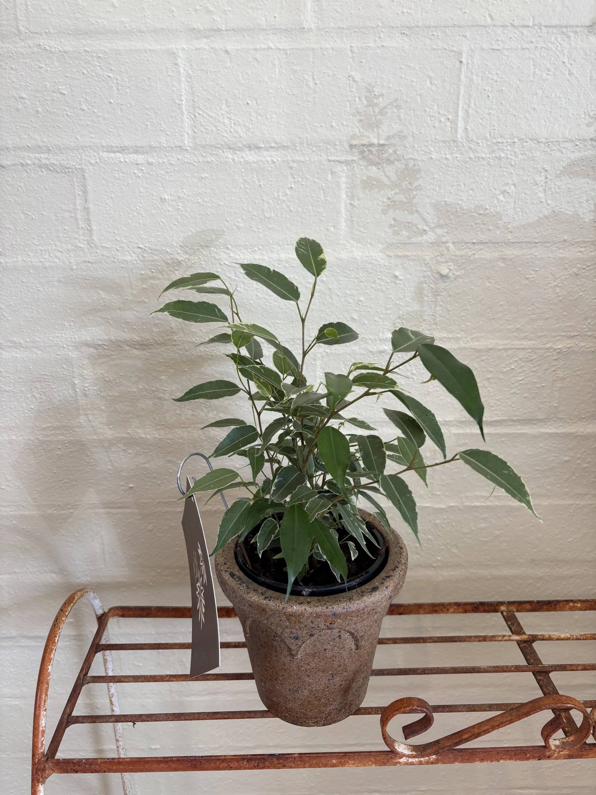 terracotta pots, gift plant