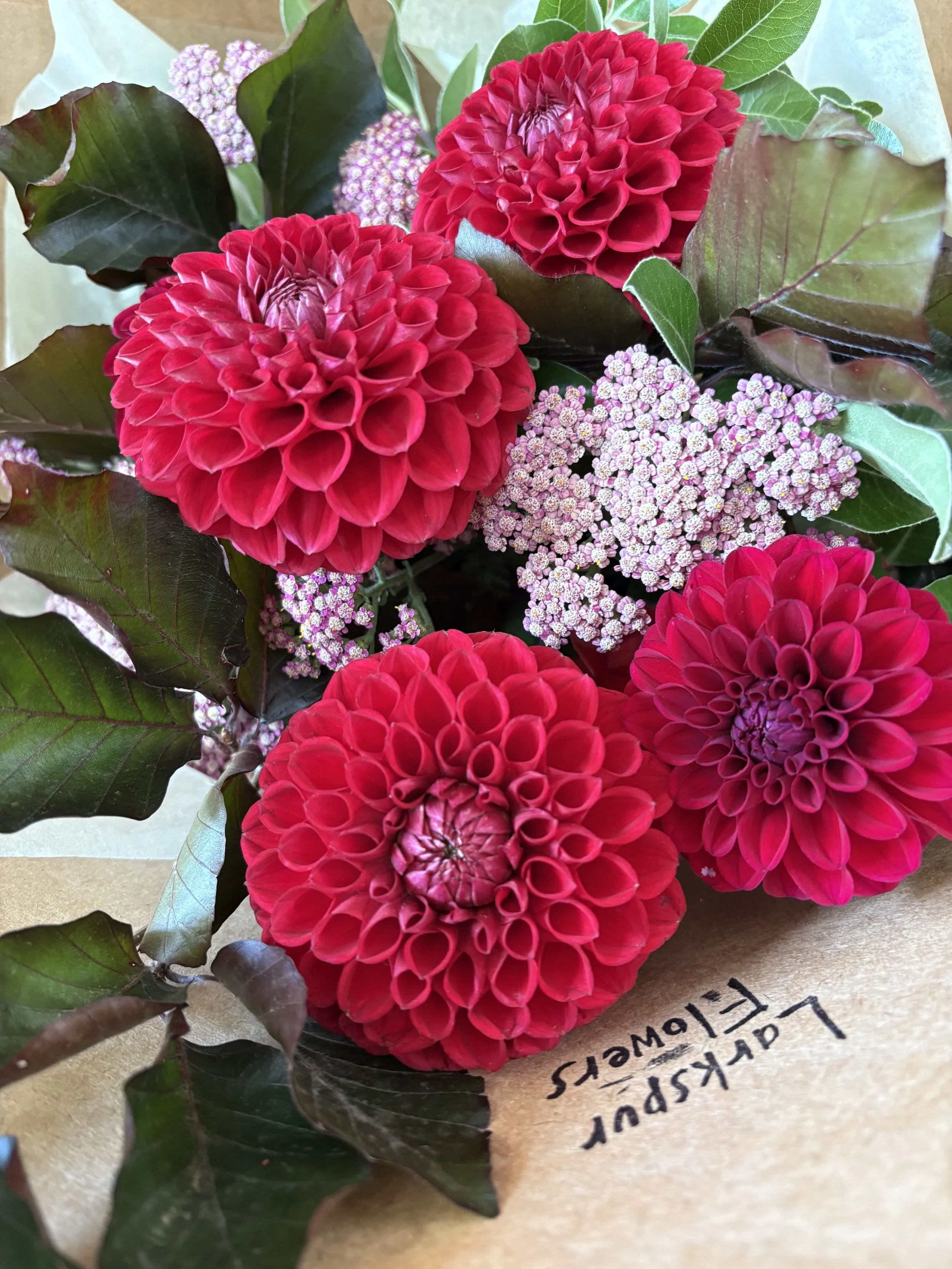 Valentines day flowers, red dahlias