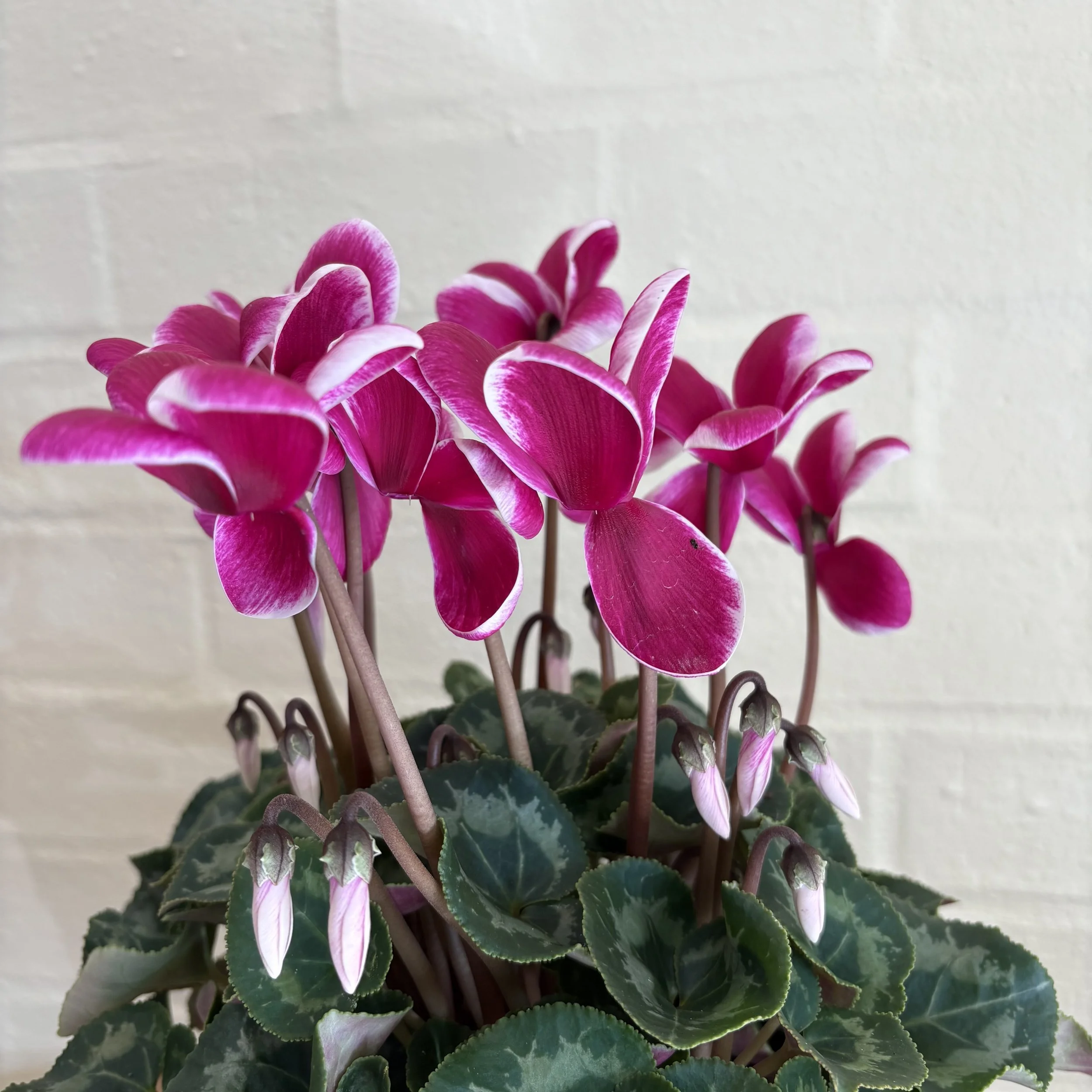 Potted Cyclamen