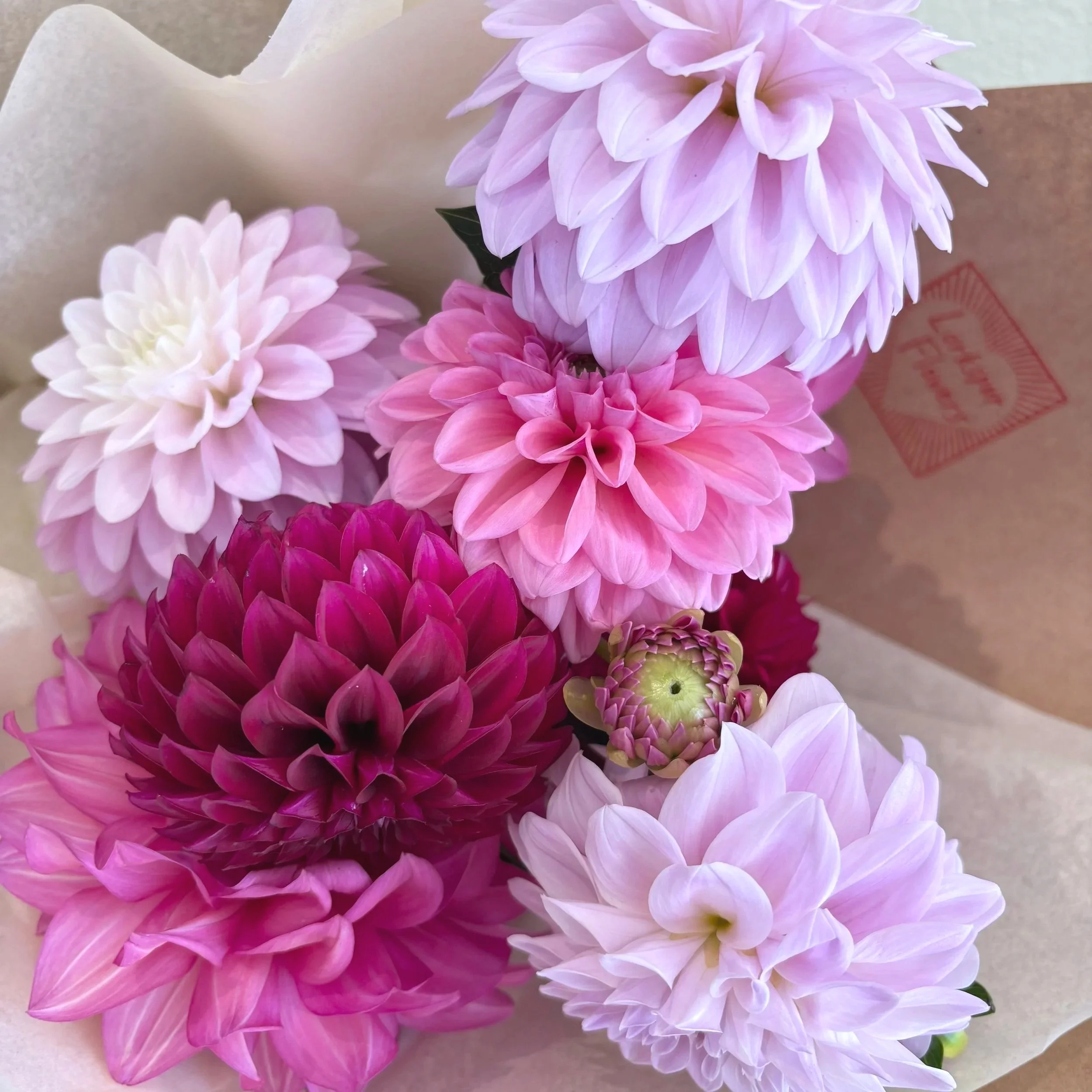 Dahlias valentines day