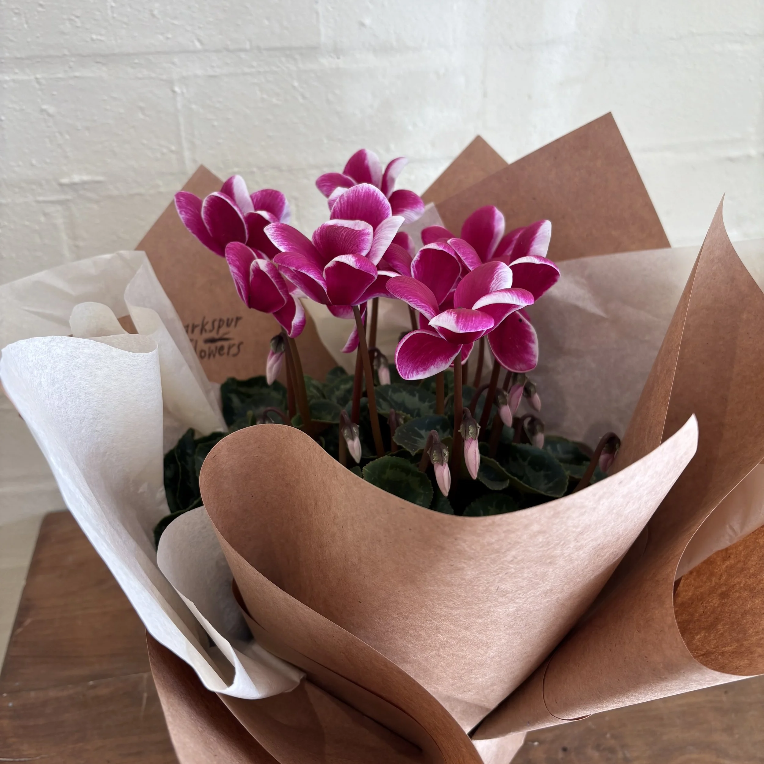 mothers day pot plant nursery garden