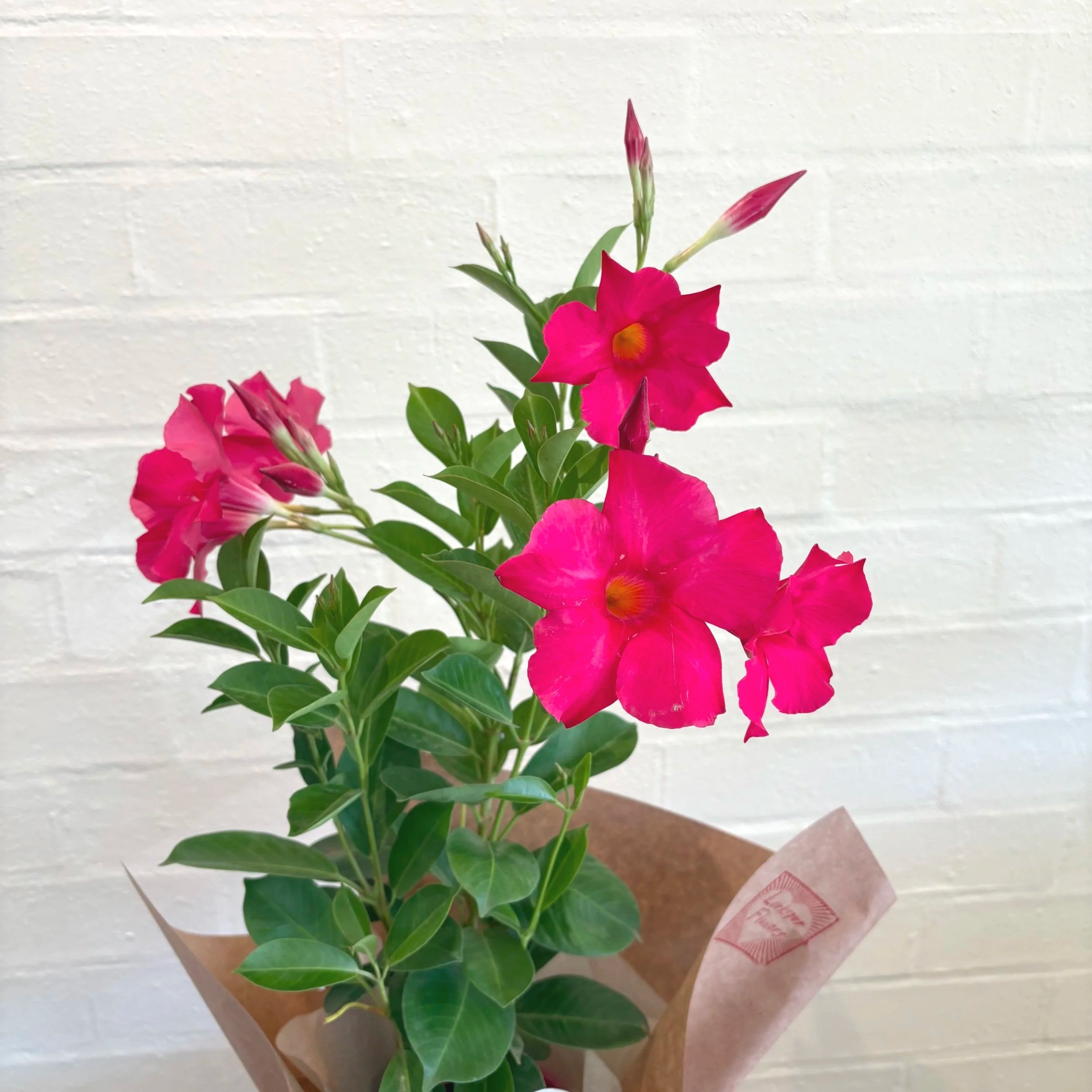 valentines day gift idea indoor plant