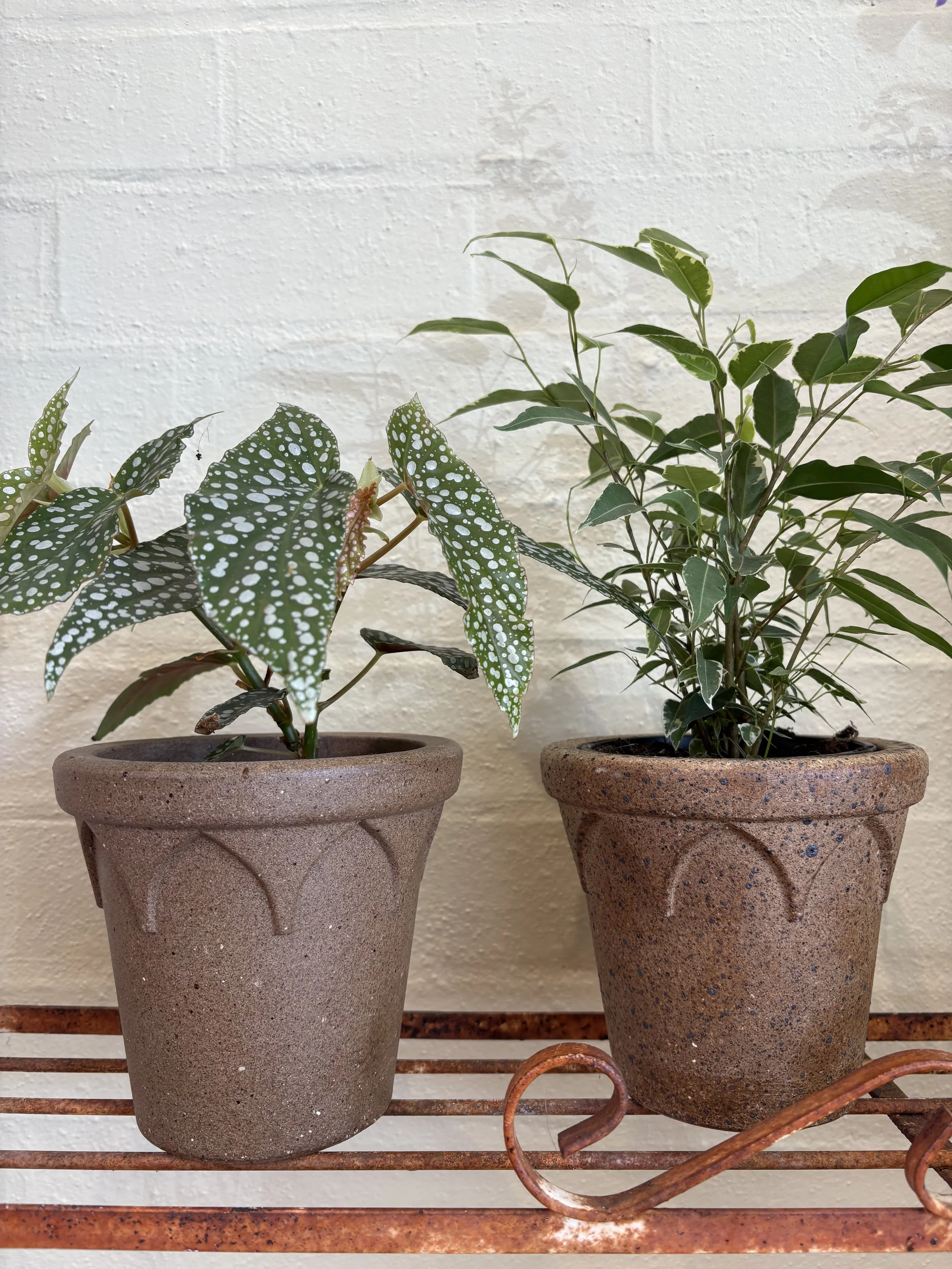indoor plants Daylesford, terracotta pots