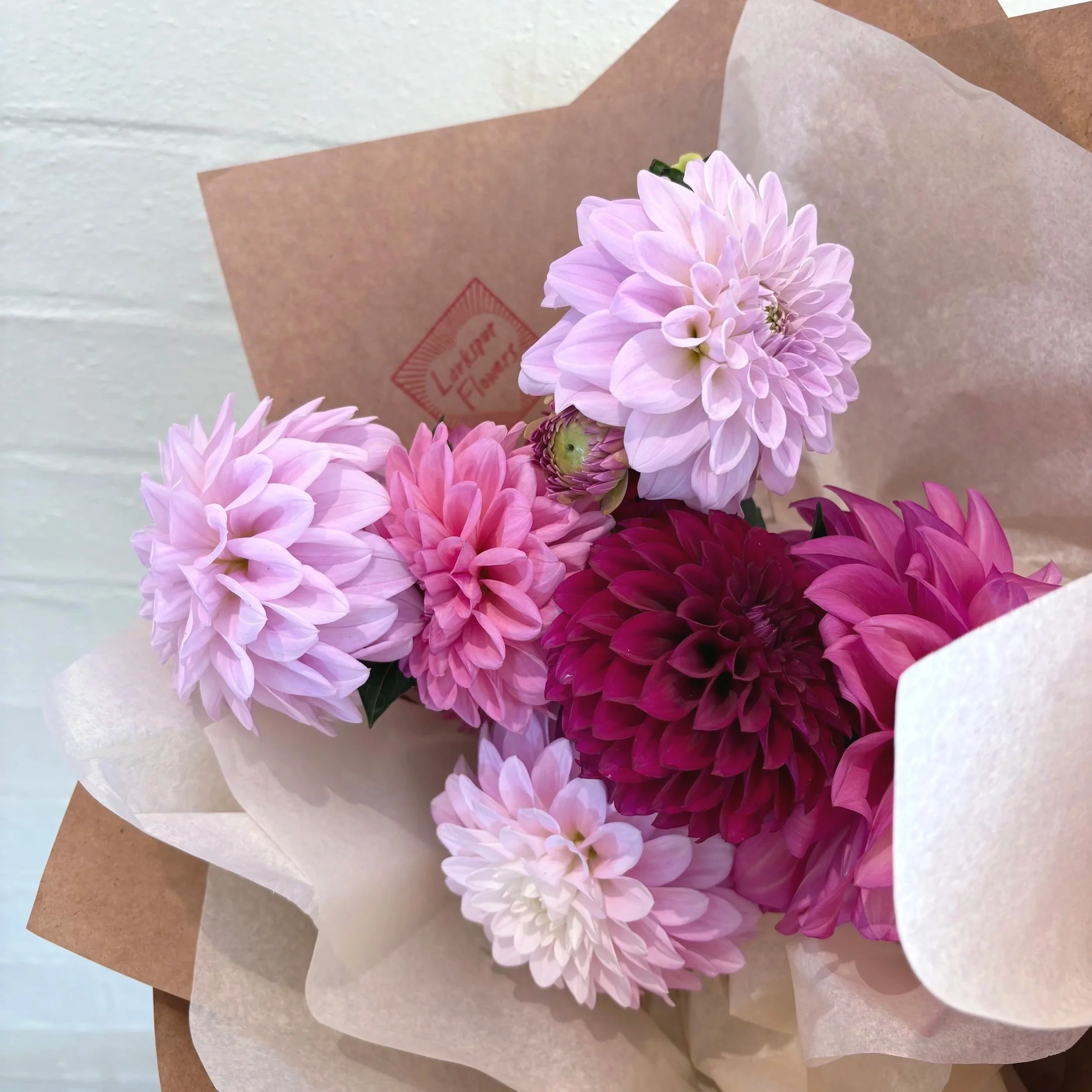 valentines day dahlias