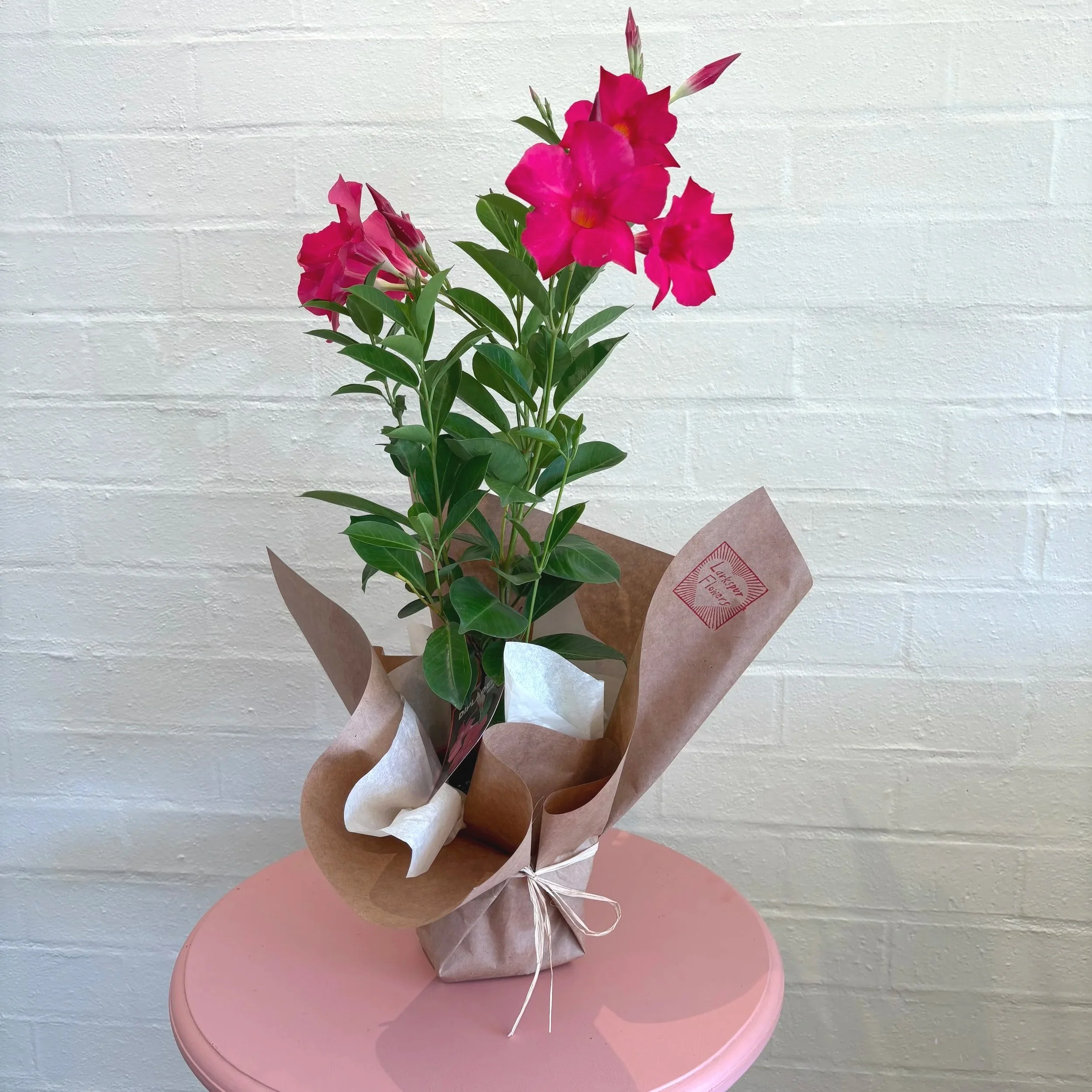 Valentines day gift idea indoor plant