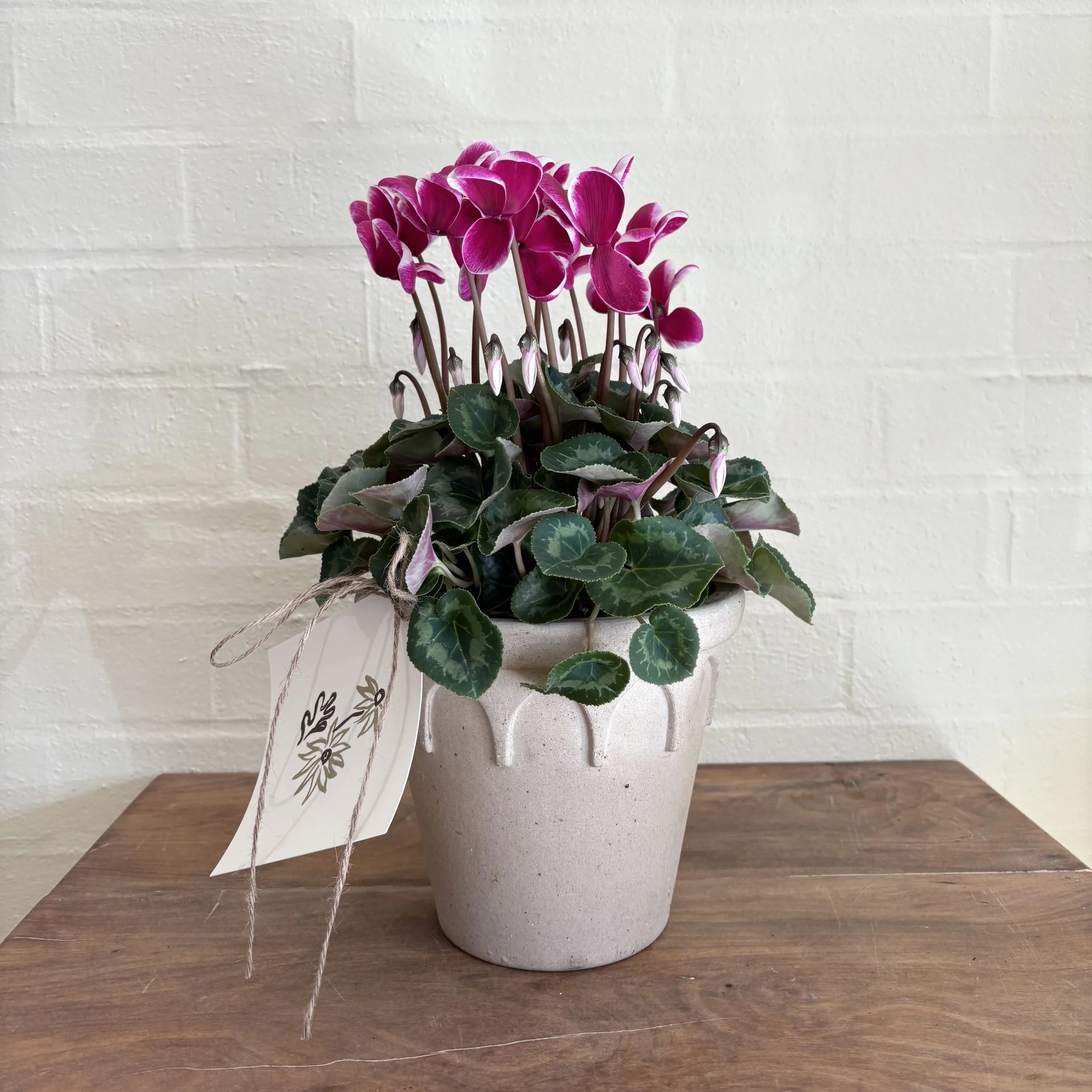 mothers day pot plant nursery garden