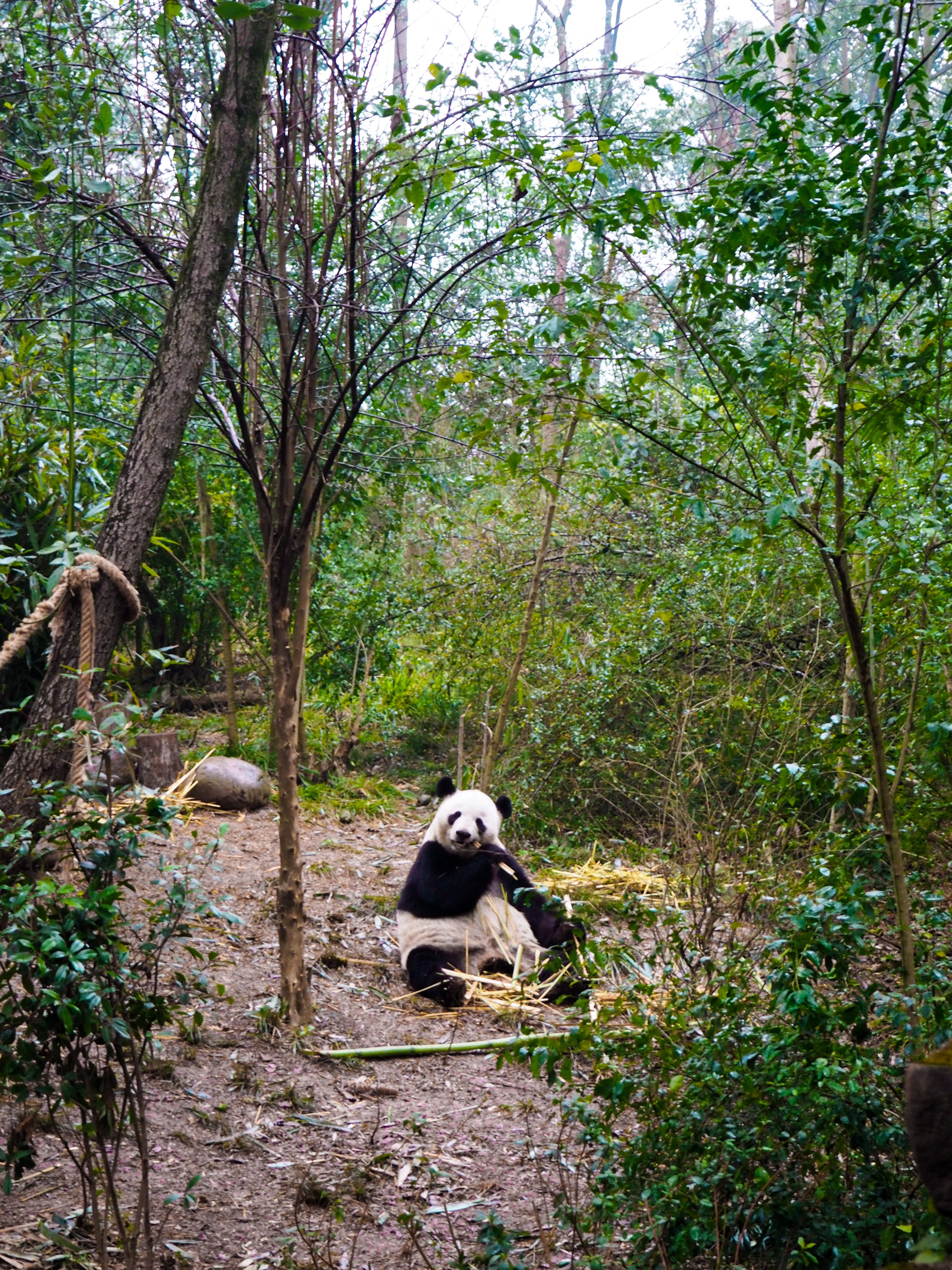 chengdu 5.JPG