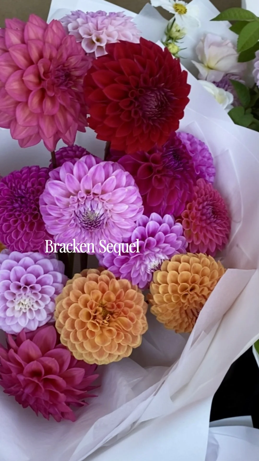 instories_BD3ACF8F-458B-4A18-95A3-9ACD76405533.jpg