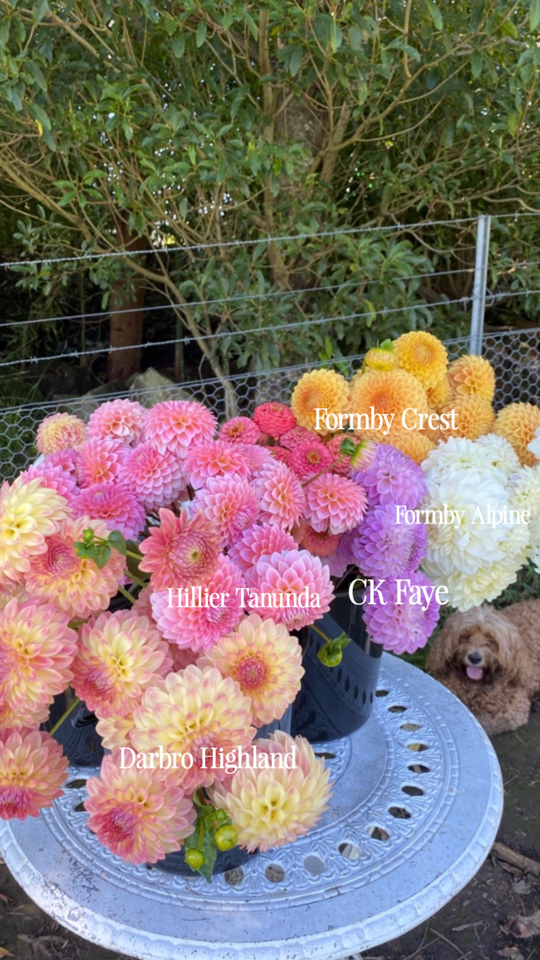 instories_A79B0542-EB5F-4CE9-8A2A-94486D17D743.PNG