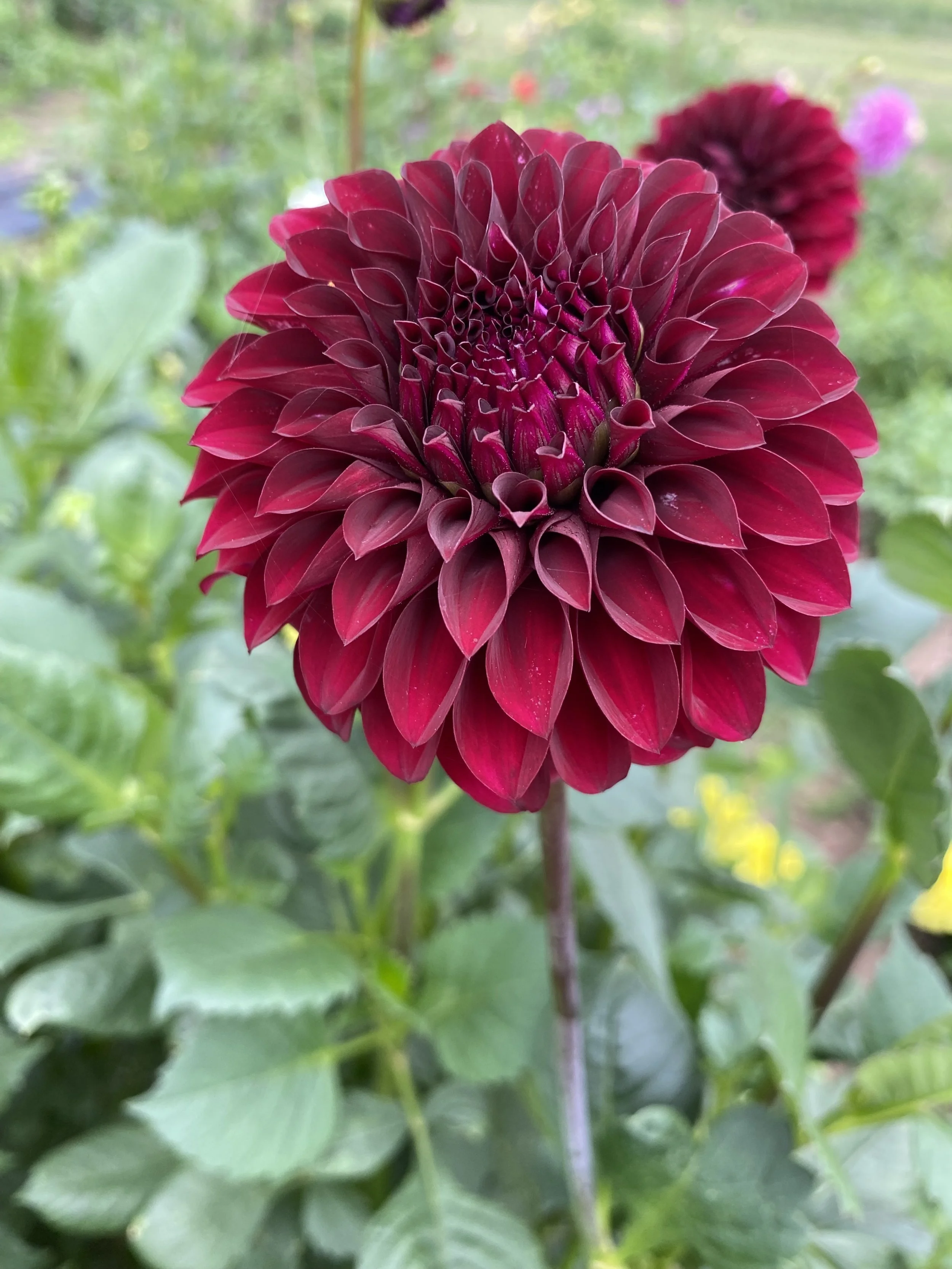 IMG_9809.jpeg