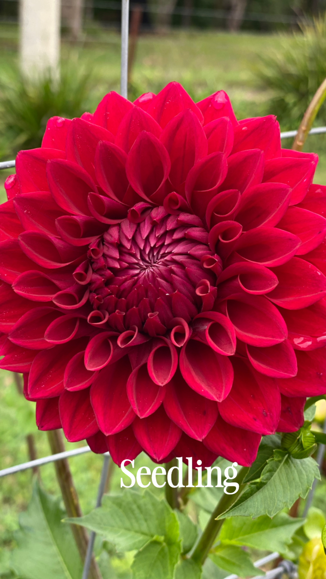 instories_A1605031-E8E6-42A5-B313-55D25AE01D85-1.PNG