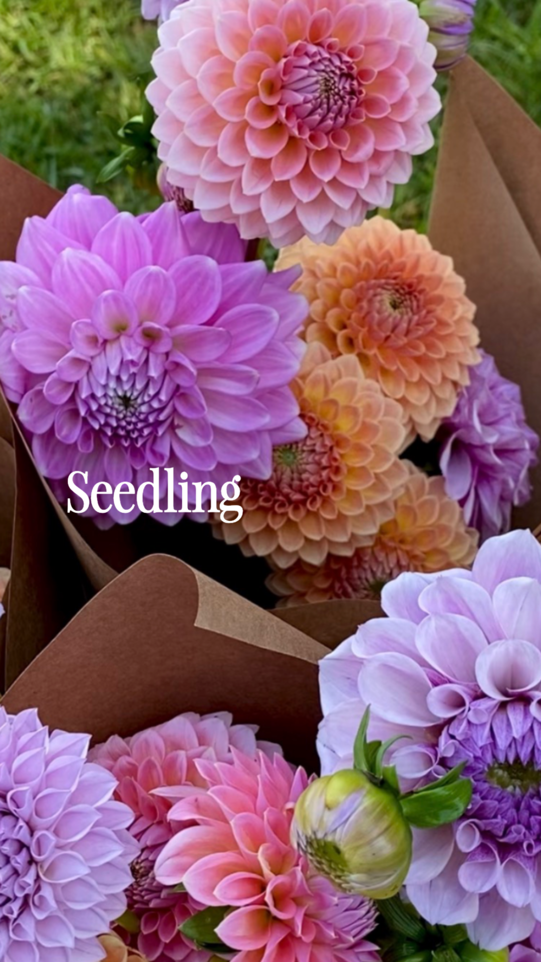 instories_6F5AA8F4-CE1B-4049-B2EF-95DD32D40DDF.PNG