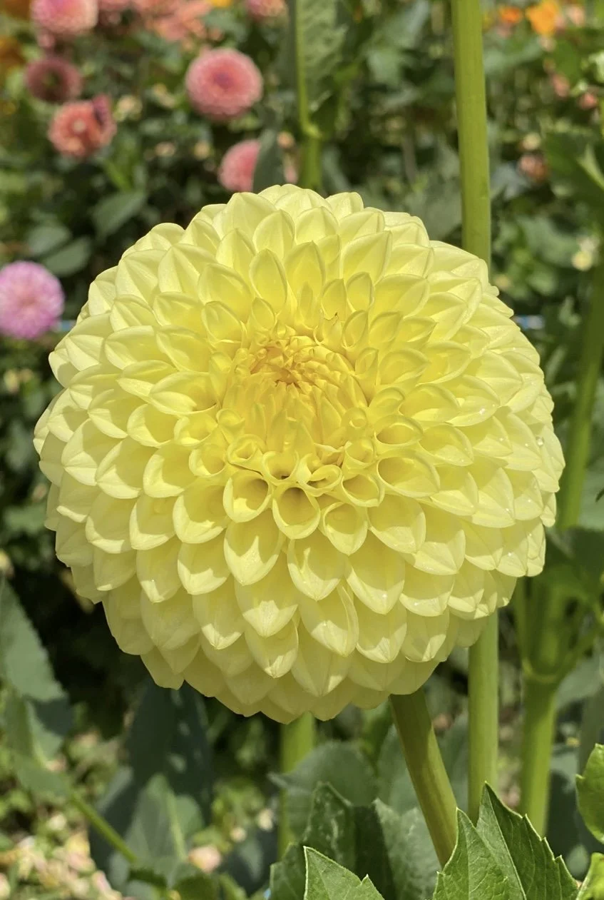 Honey Butter and Sunshine Yellow Collection