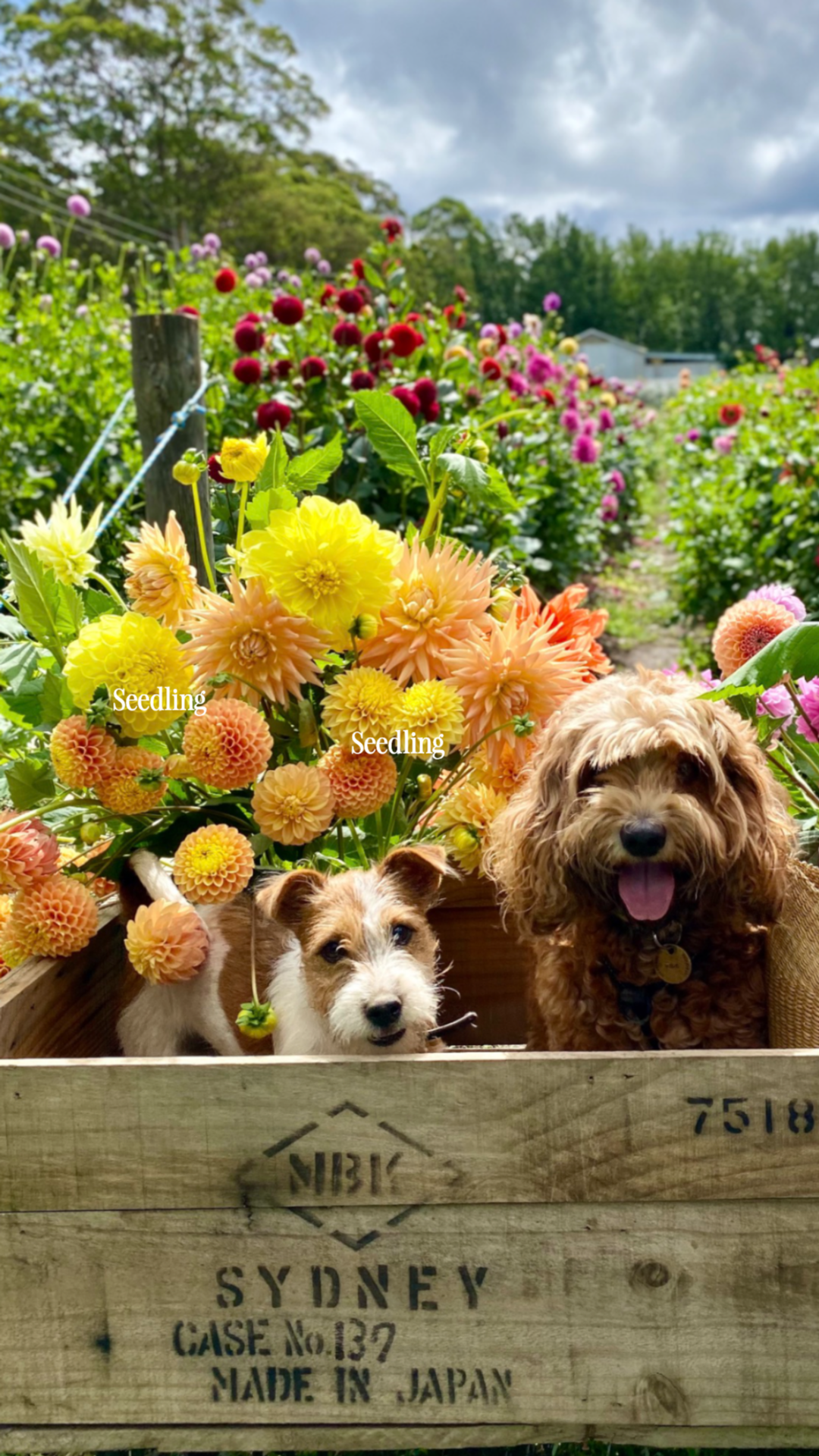 instories_B37A5989-62C5-4112-BC9C-410667466E28.PNG