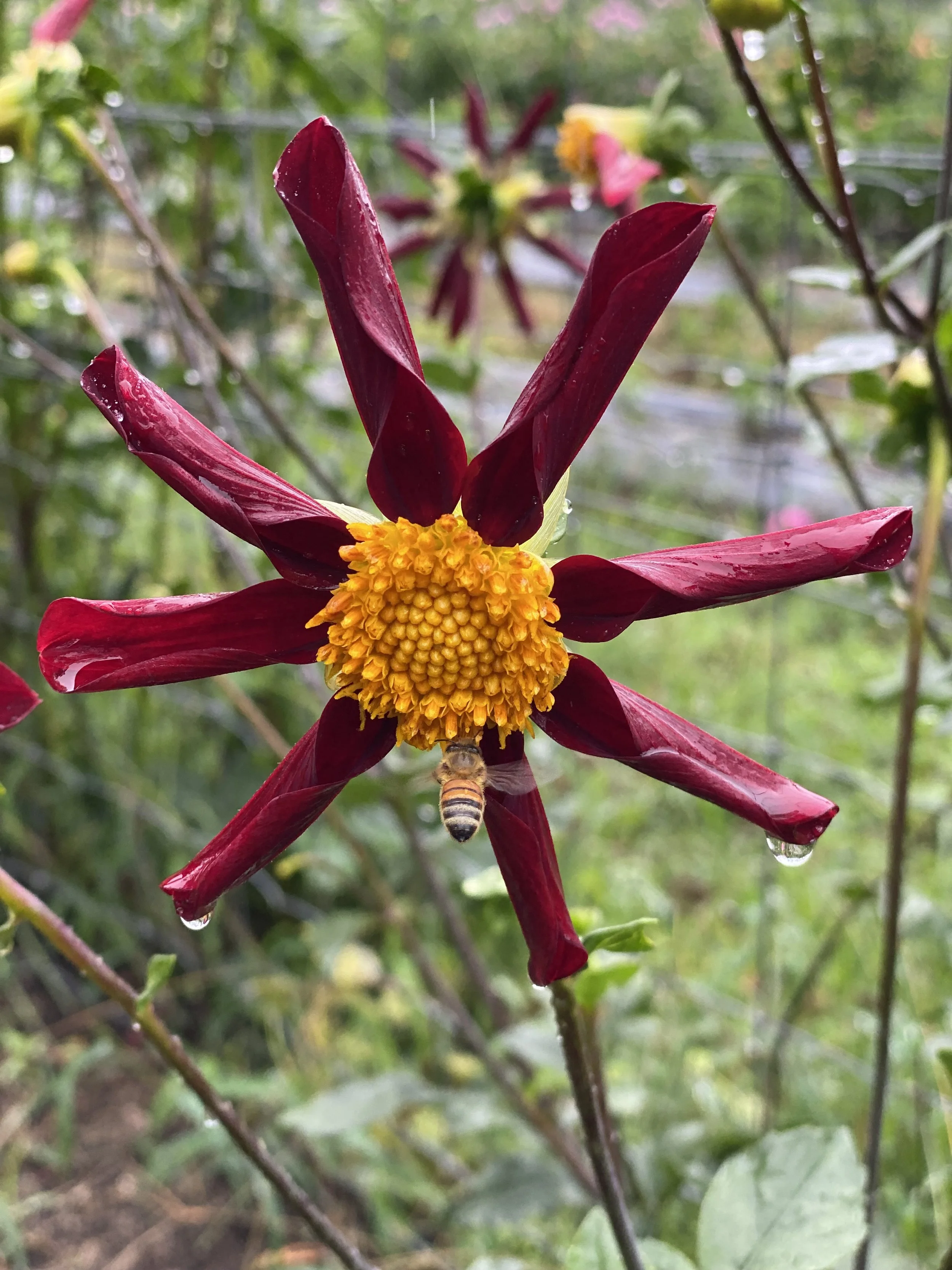 IMG_0076.jpeg