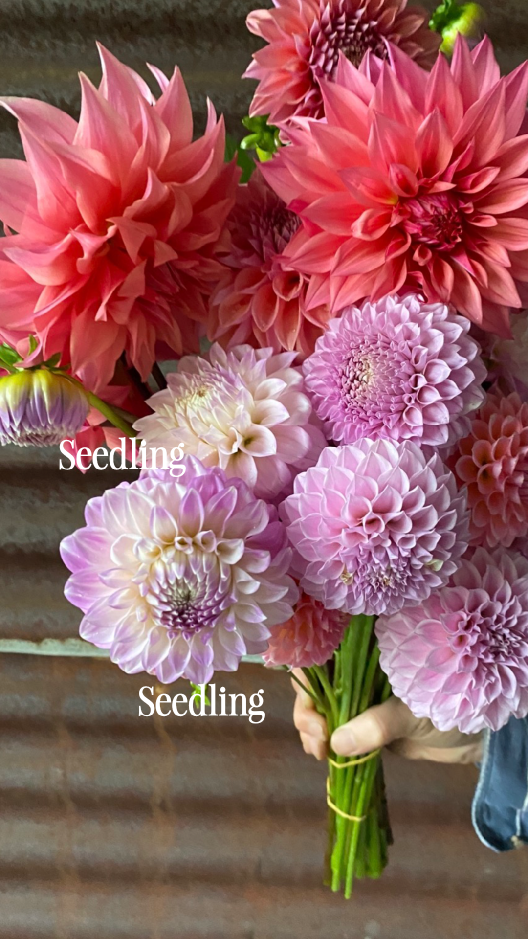 instories_F007CCF8-BEEA-435B-A79E-744C656A1E12.PNG
