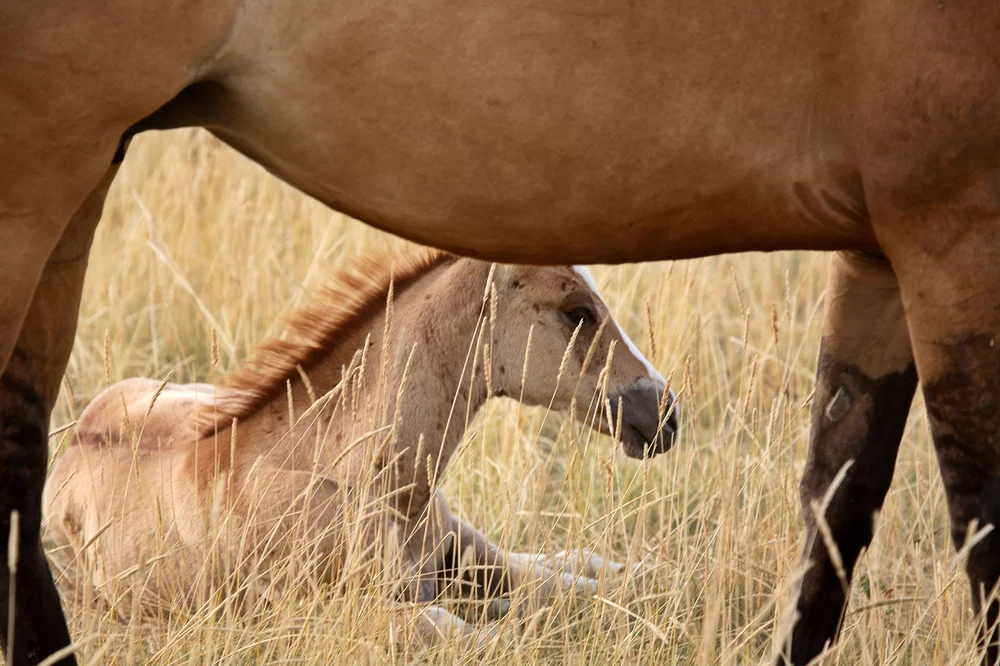 Stallion Seme Chilled Semen Form — Carmyle Veterinary Services