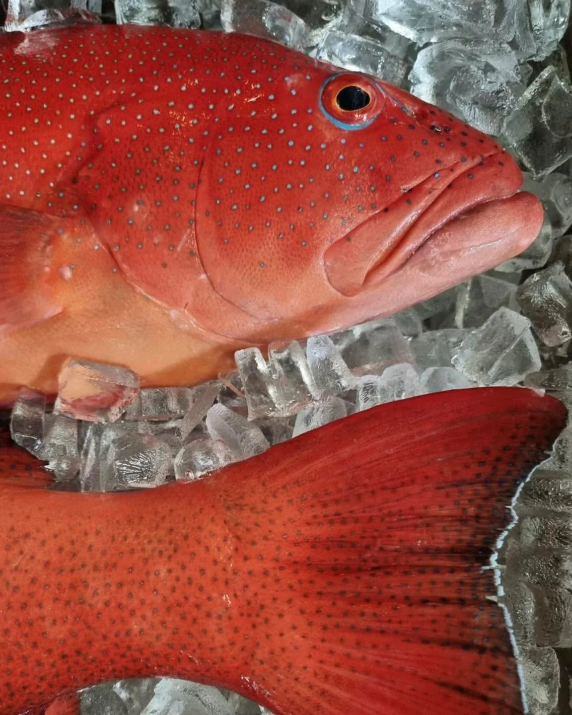 Our beautiful Reef Fish is hand-line caught right here in the Great Barrier Reef by @collisonreeffish
After being Ikejimi spiked, we fillet it in house and serve it with avruga caviar, smoked mussels, baked cauliflower on top of a mussel and saffron 