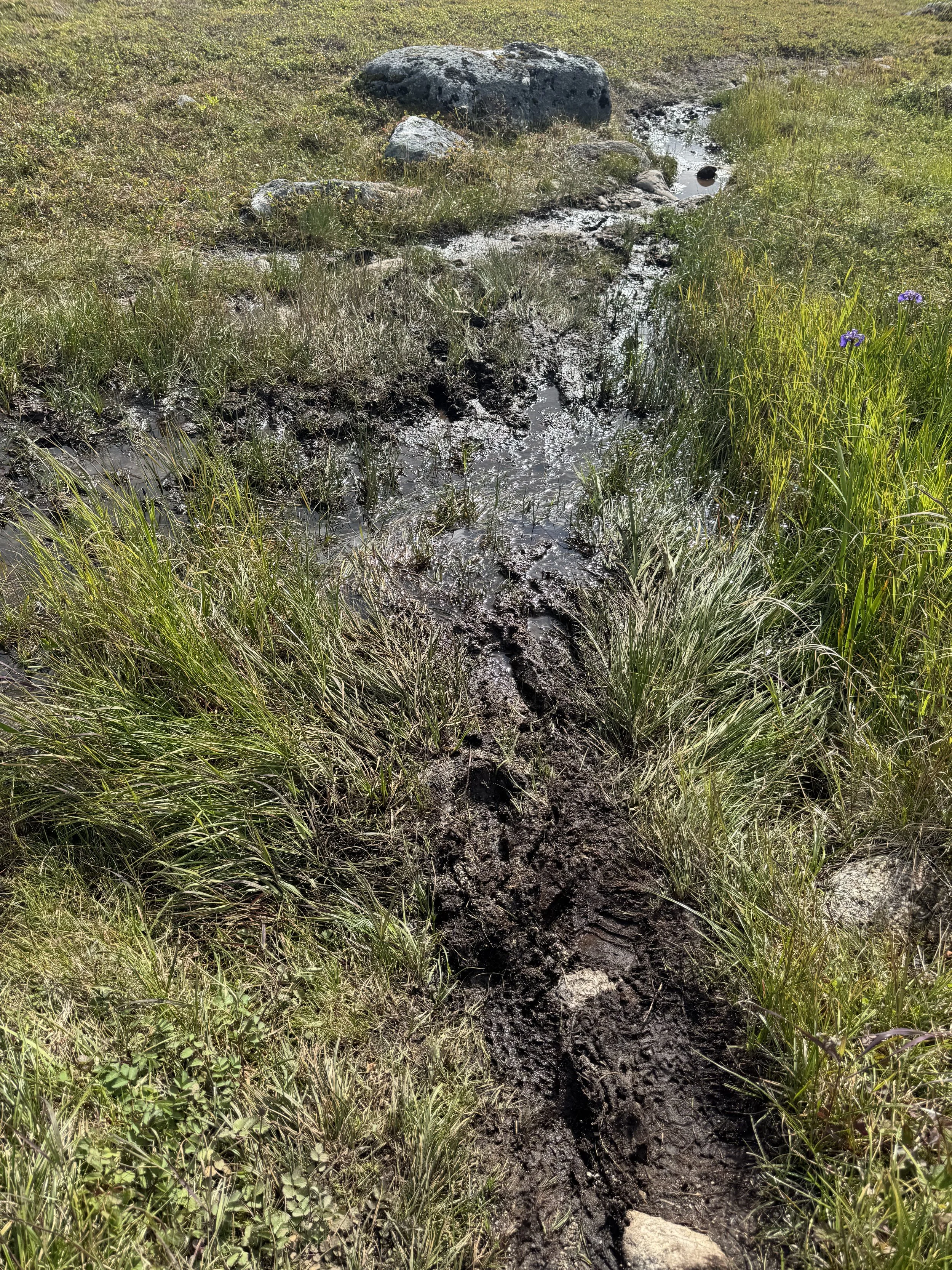 A muddy trail with dark, wet soil and patches of grass on either side, leading through a grass field with some rocks and purple flowers in the background.