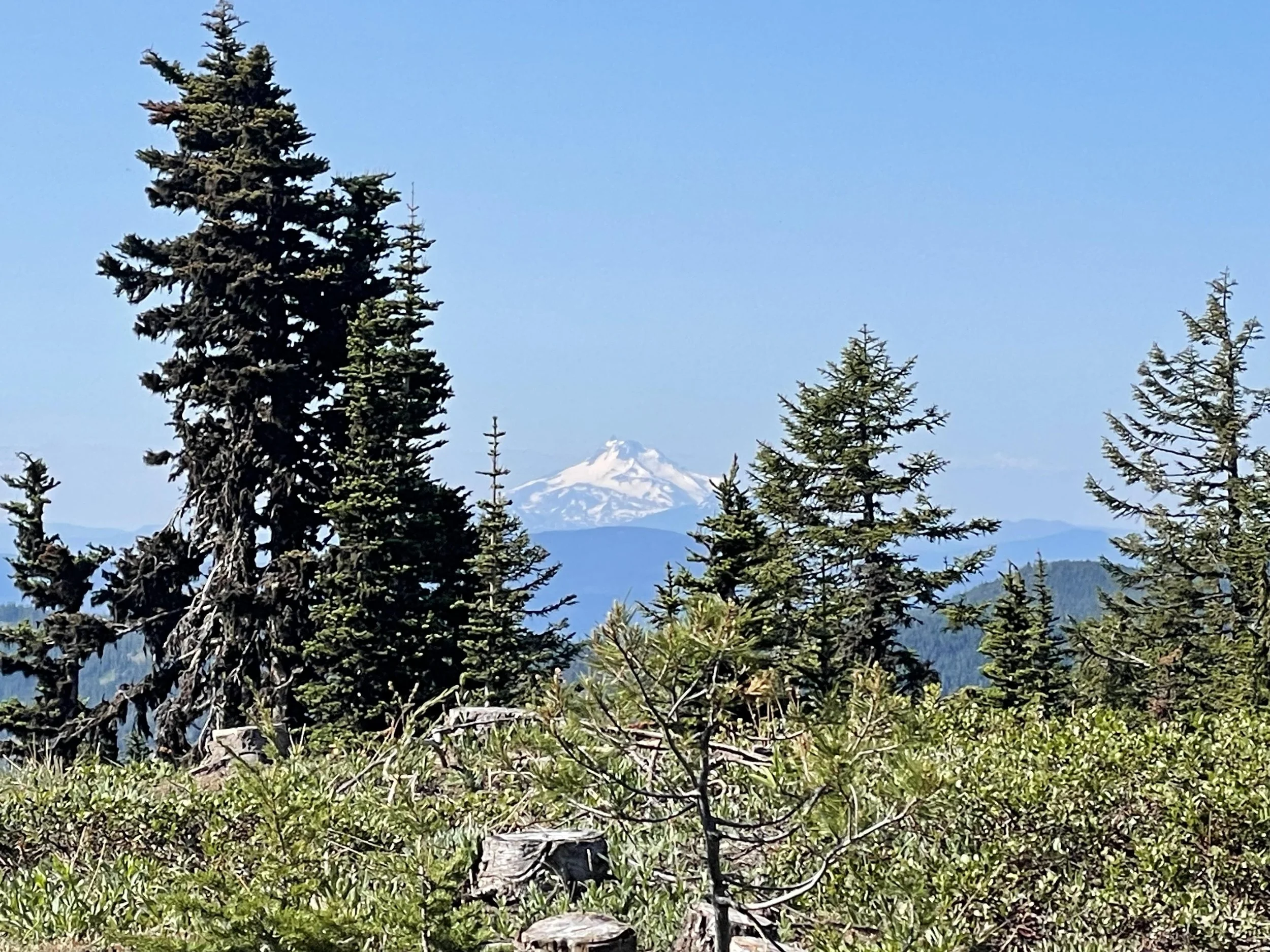 A mountain with snow-covered peak visible in the distance, framed by tall evergreen trees and green shrubs in the foreground, under a clear blue sky.