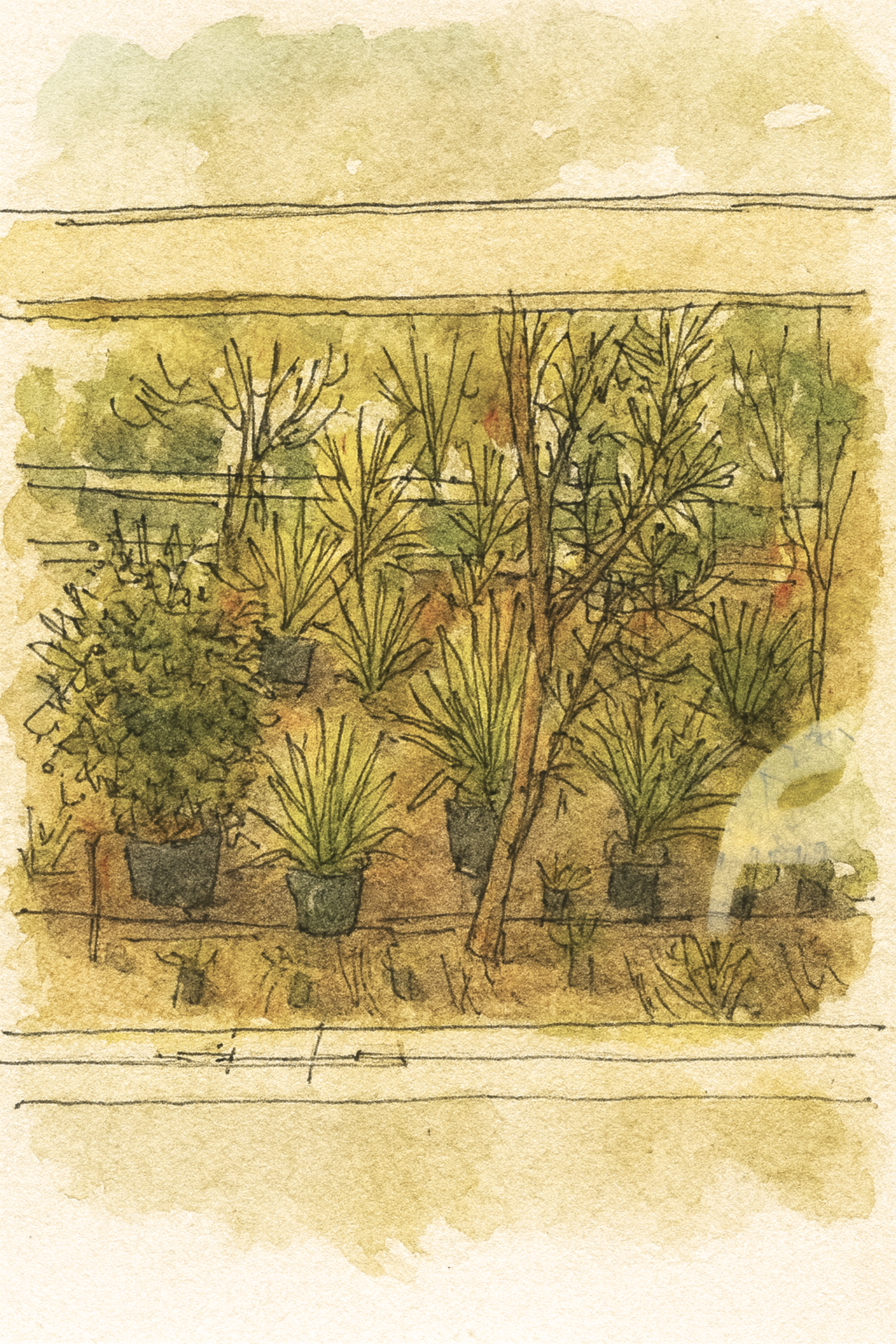 Dover Heights, Revegetation project in progress. 