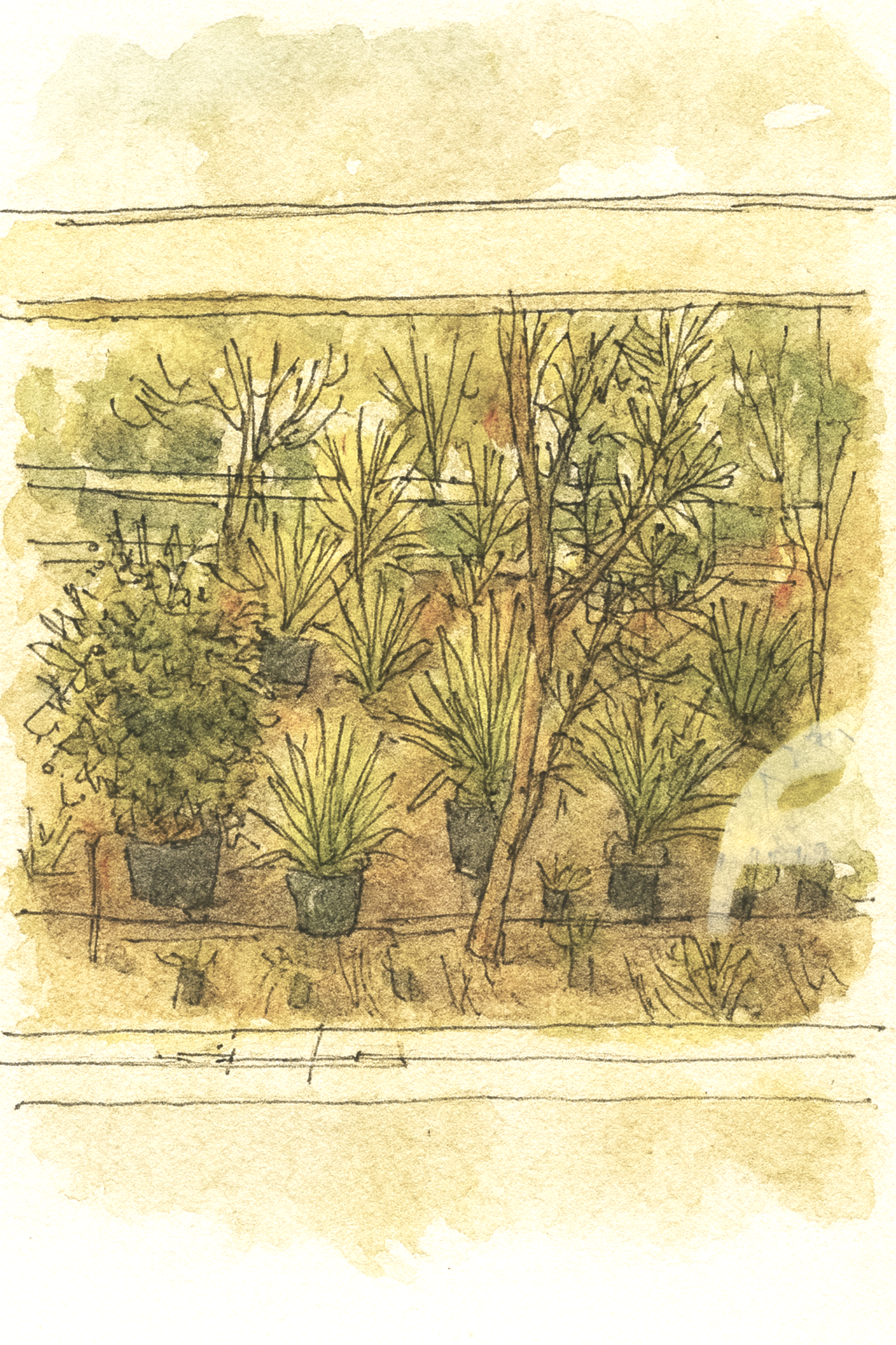 HARBOURSIDE VERGE / REVEGETATION