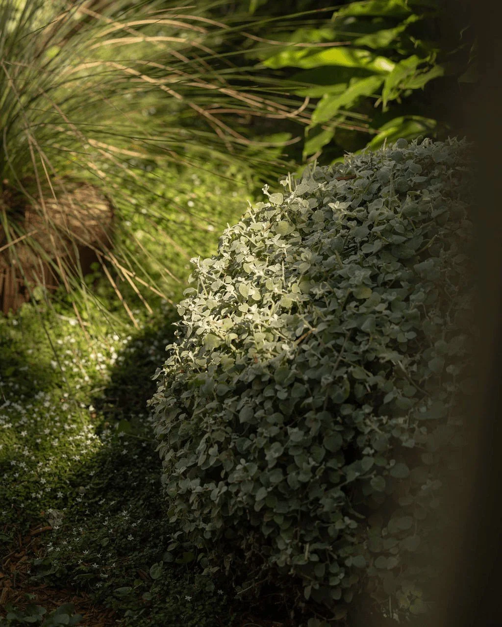 PREVIEW

A dialogue between form and looseness. Clipped Helichrysum spheres set against the grounded presence of the grass tree (Xanthorrhoea). 

#eblastudio #landscapearchitectsydney #landscapearchitecture #landscapedesign #sydneygardens