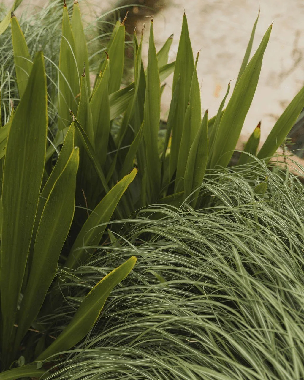 Drifts of Miscanthus sinensis introduce movement and seasonal change, held by the strong form of Doryanthes excelsa. 

#eblastudio #landscapearchitectsydney #landscapearchitecture #landscapedesign #sydneygardens