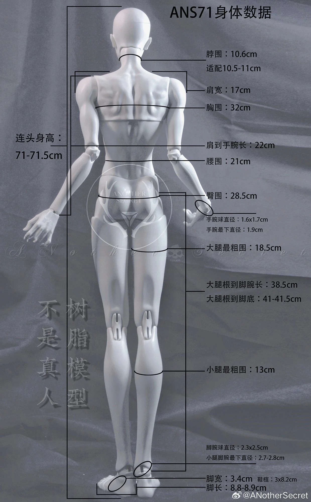 71cm male body