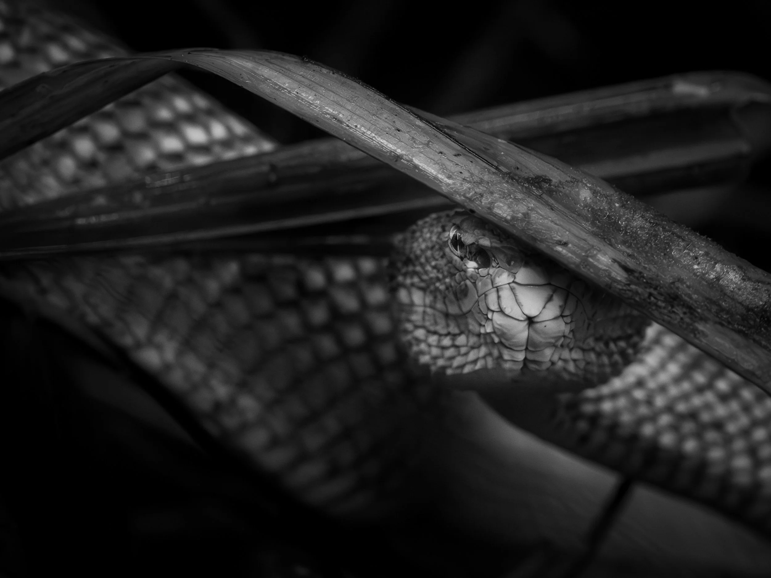 BOR_8033-Modifica.jpg