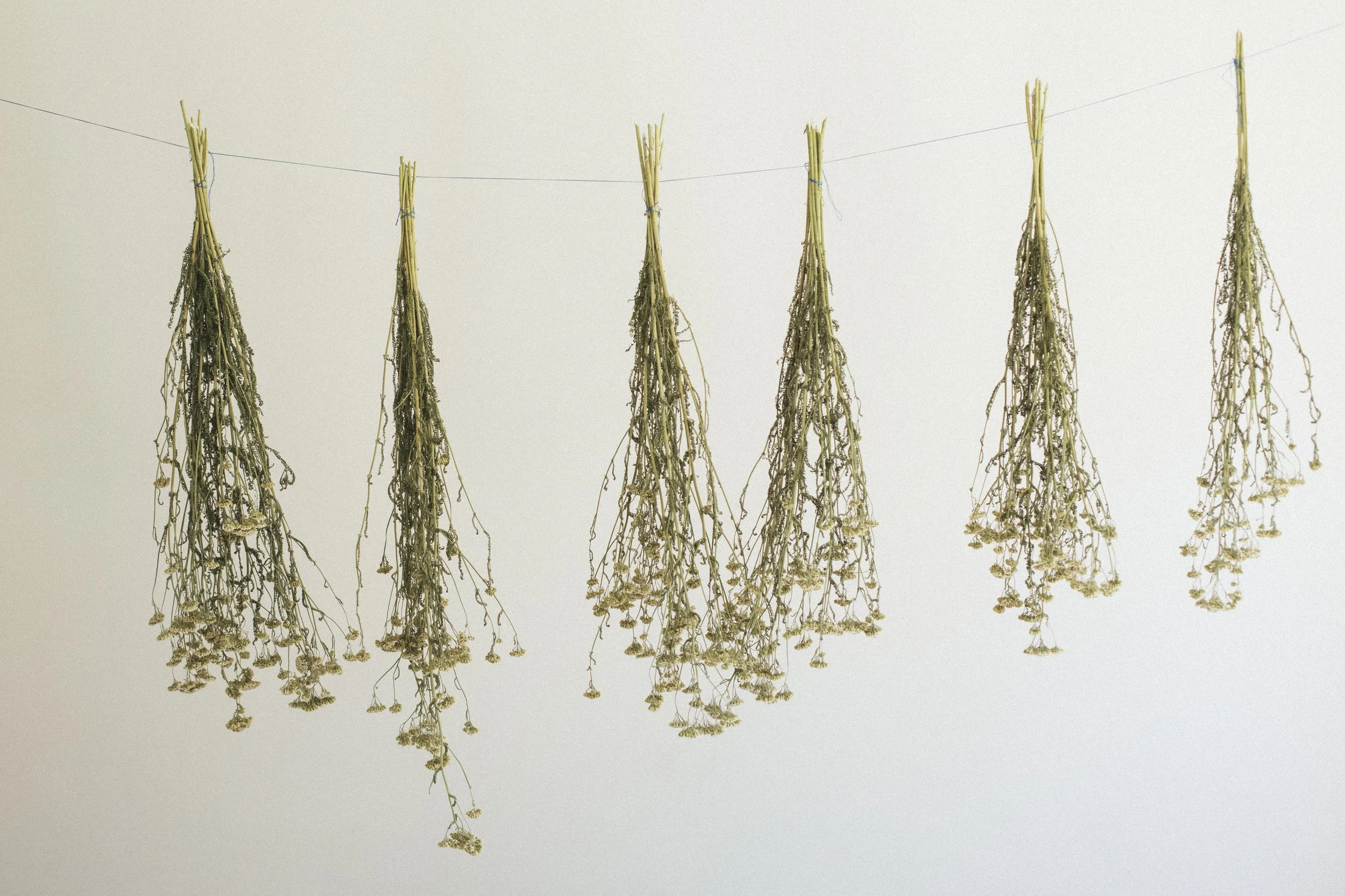 passive drying hanging yarrow organically grown herb for yoni steaming