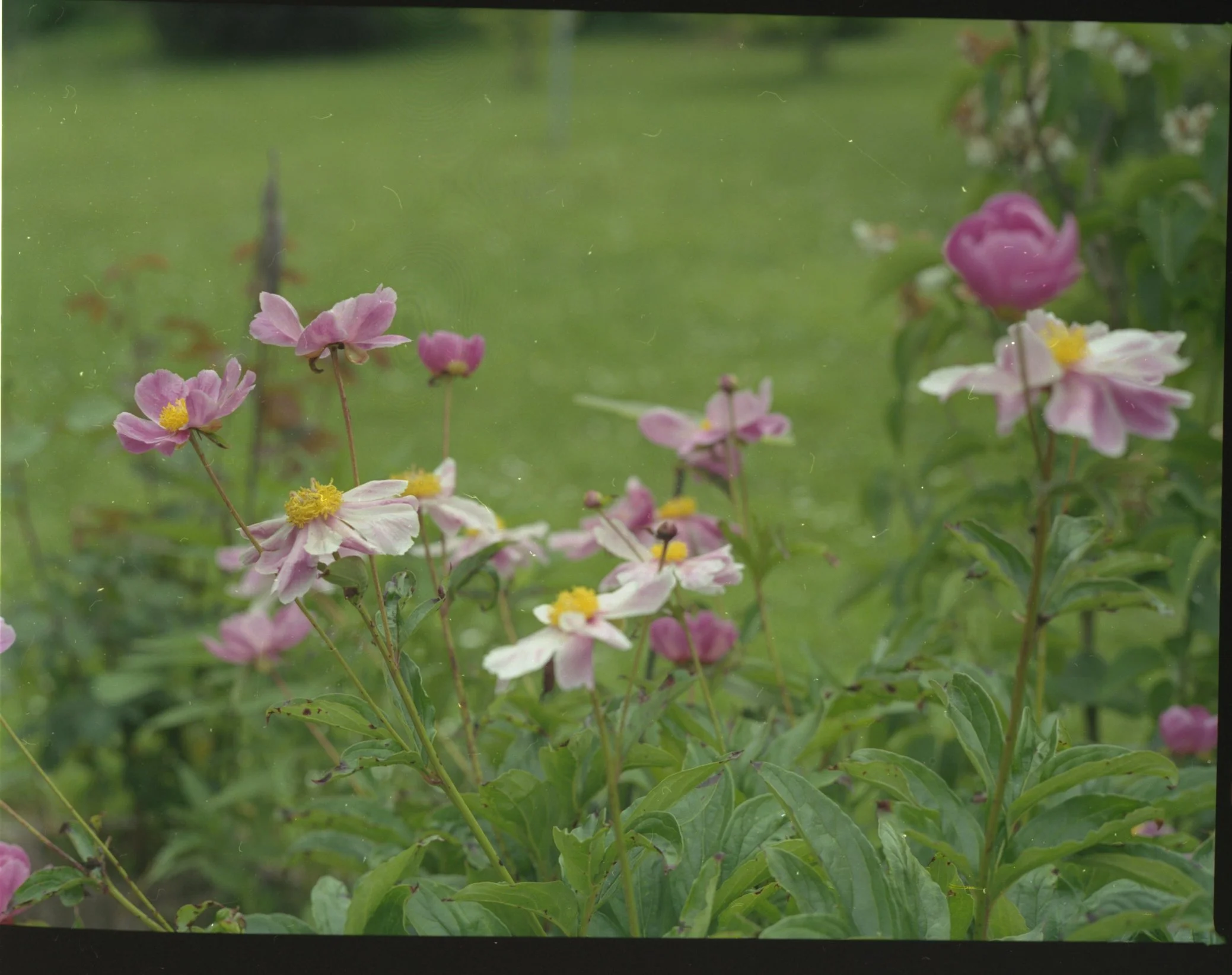 charly portrait 27.jpeg