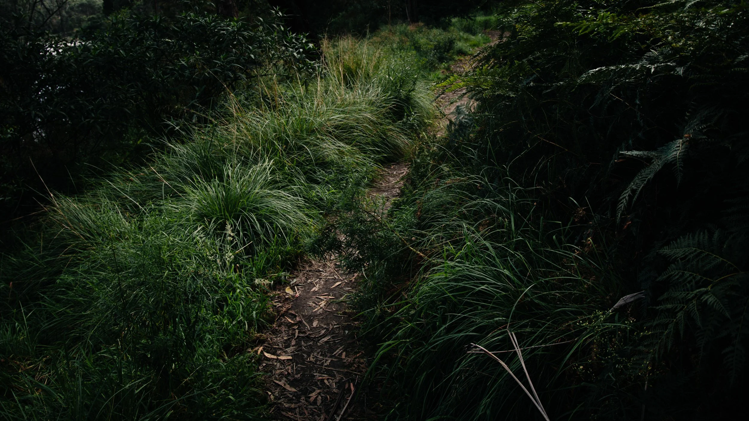 Steph-Tout_Trace-6.jpg