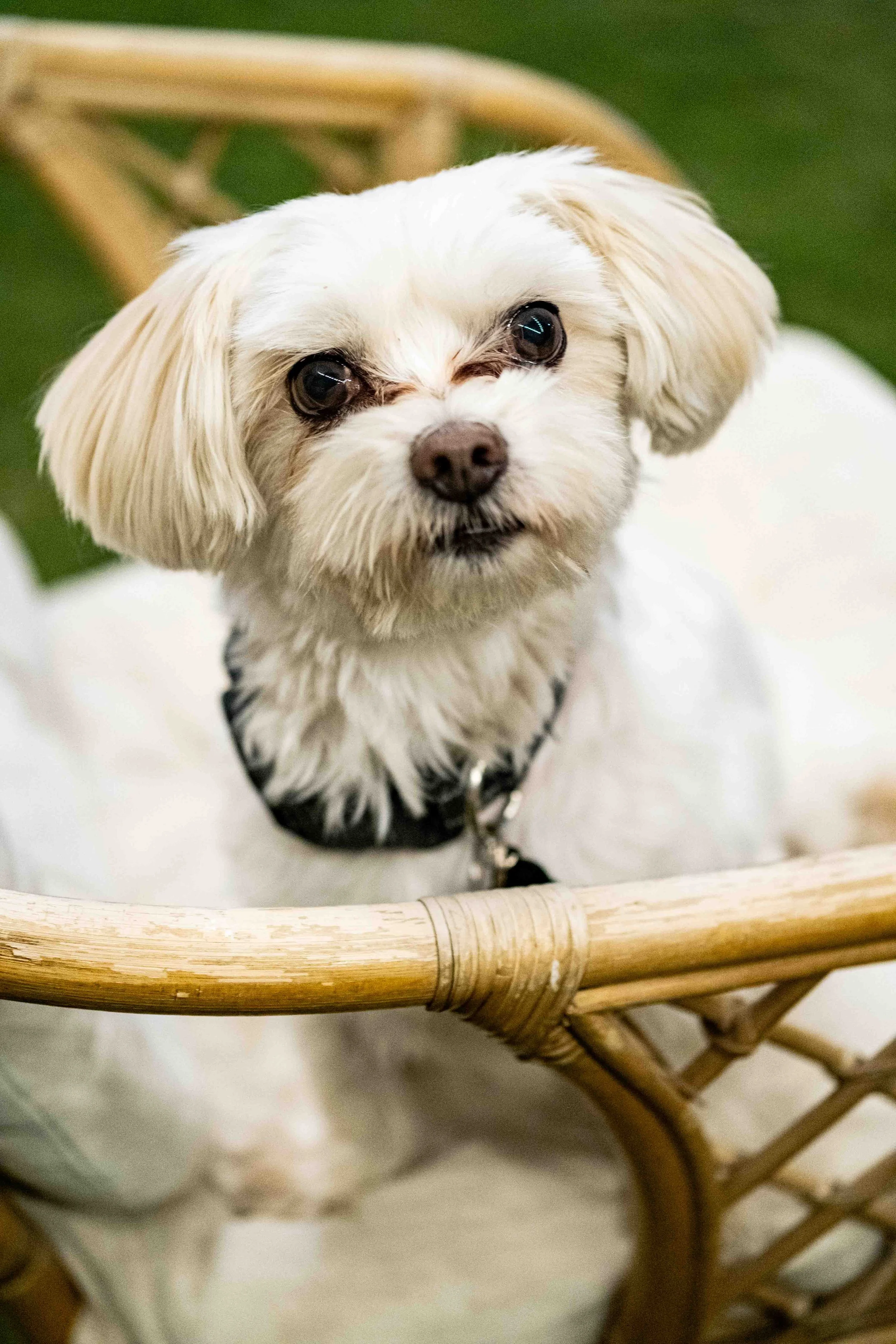 Close-up of a small, white dog with floppy ears sitting on a chair, looking up at the camera.