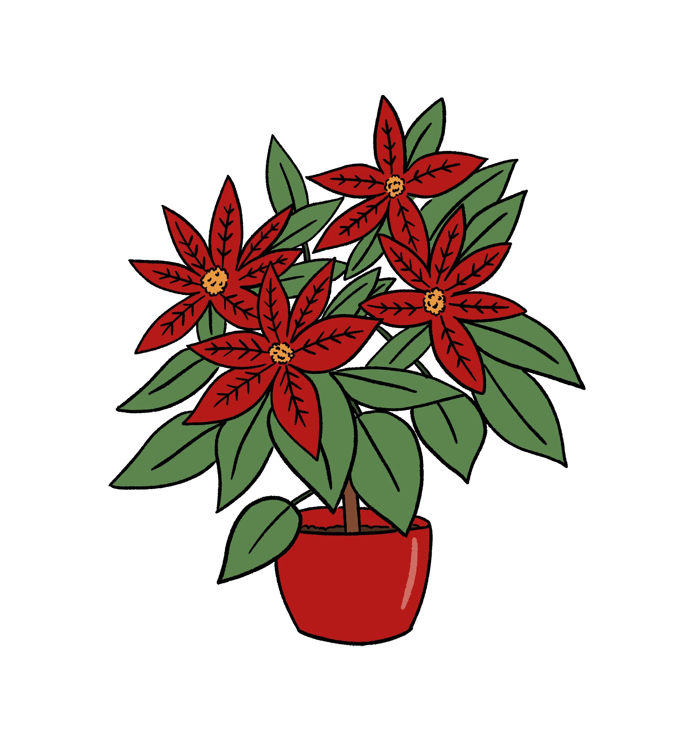 Poinsettia
