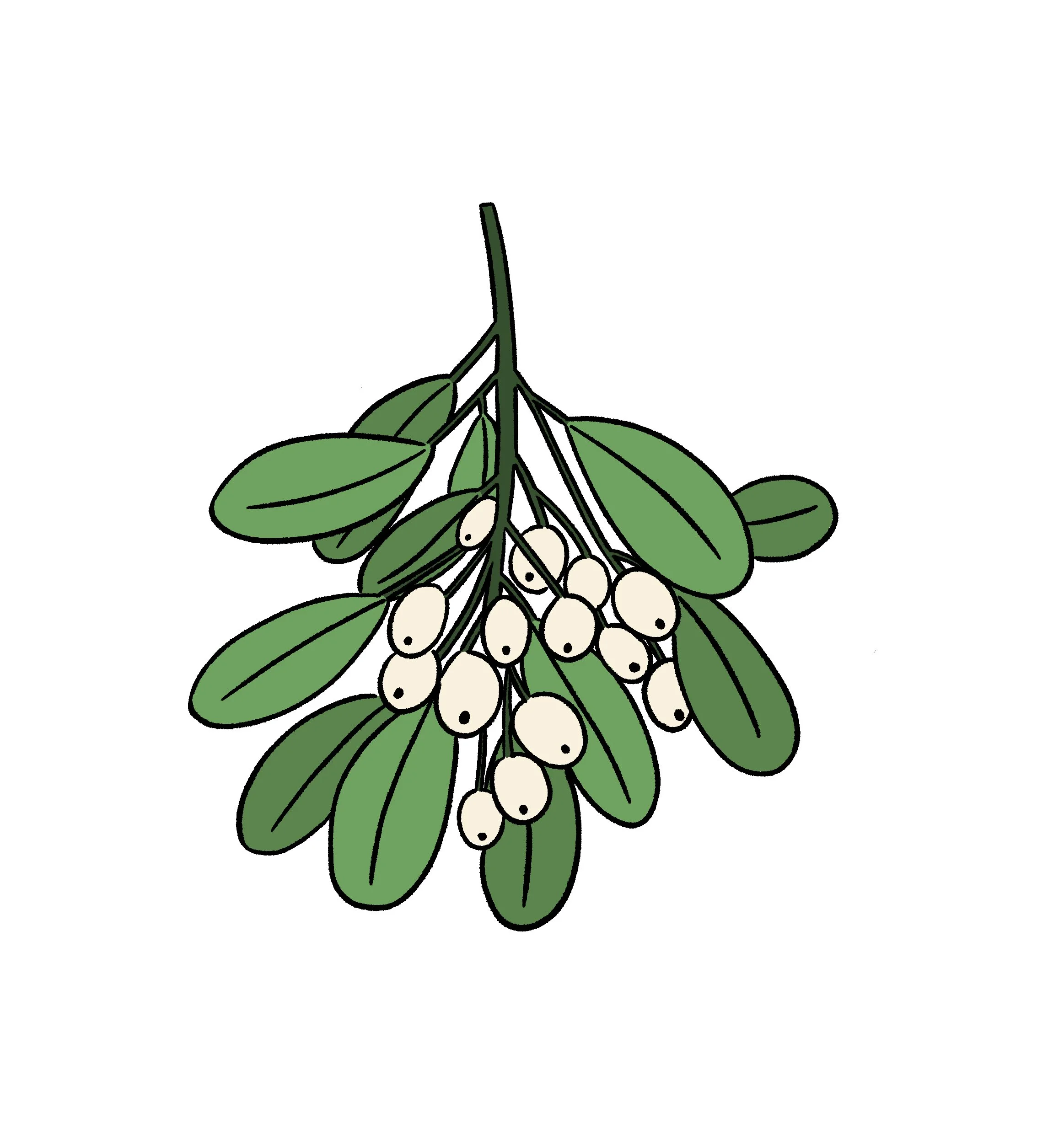 Mistletoe