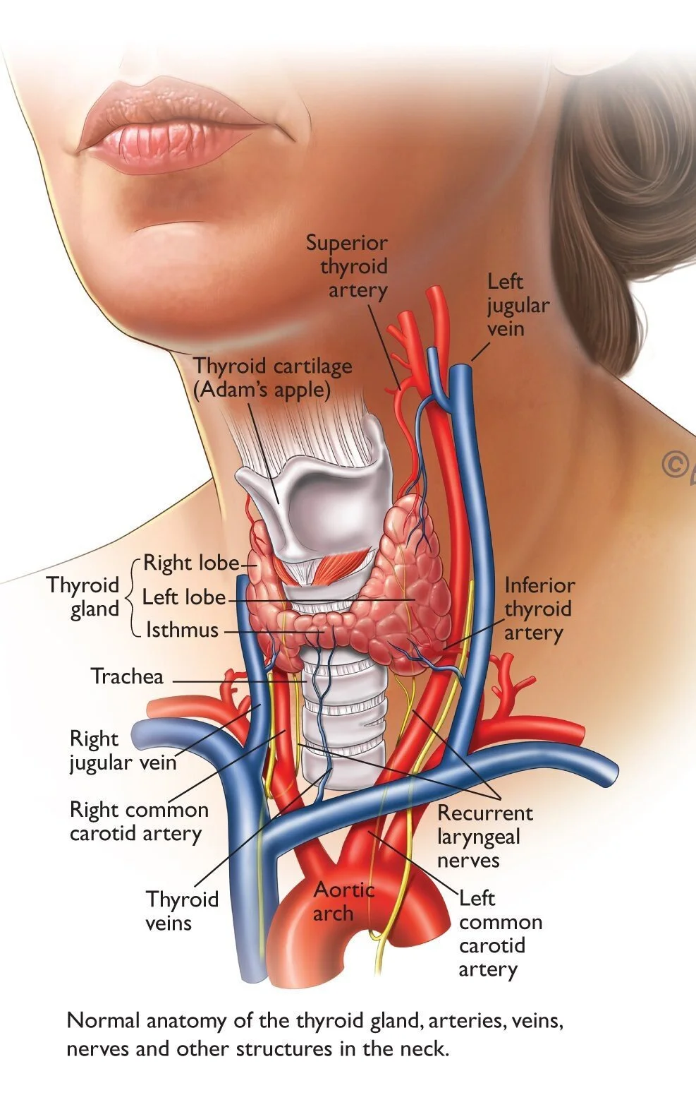 Diagram of the human neck showing the thyroid gland, arteries, veins, trachea, nerves, and other structures. Key labels include thyroid cartilage, superior thyroid artery, inferior thyroid artery, right and left lobes of the thyroid gland, isthmus, right jugular vein, right common carotid artery, thyroid veins, recurrent laryngeal nerves, aortic arch, and thyroid cartilage.