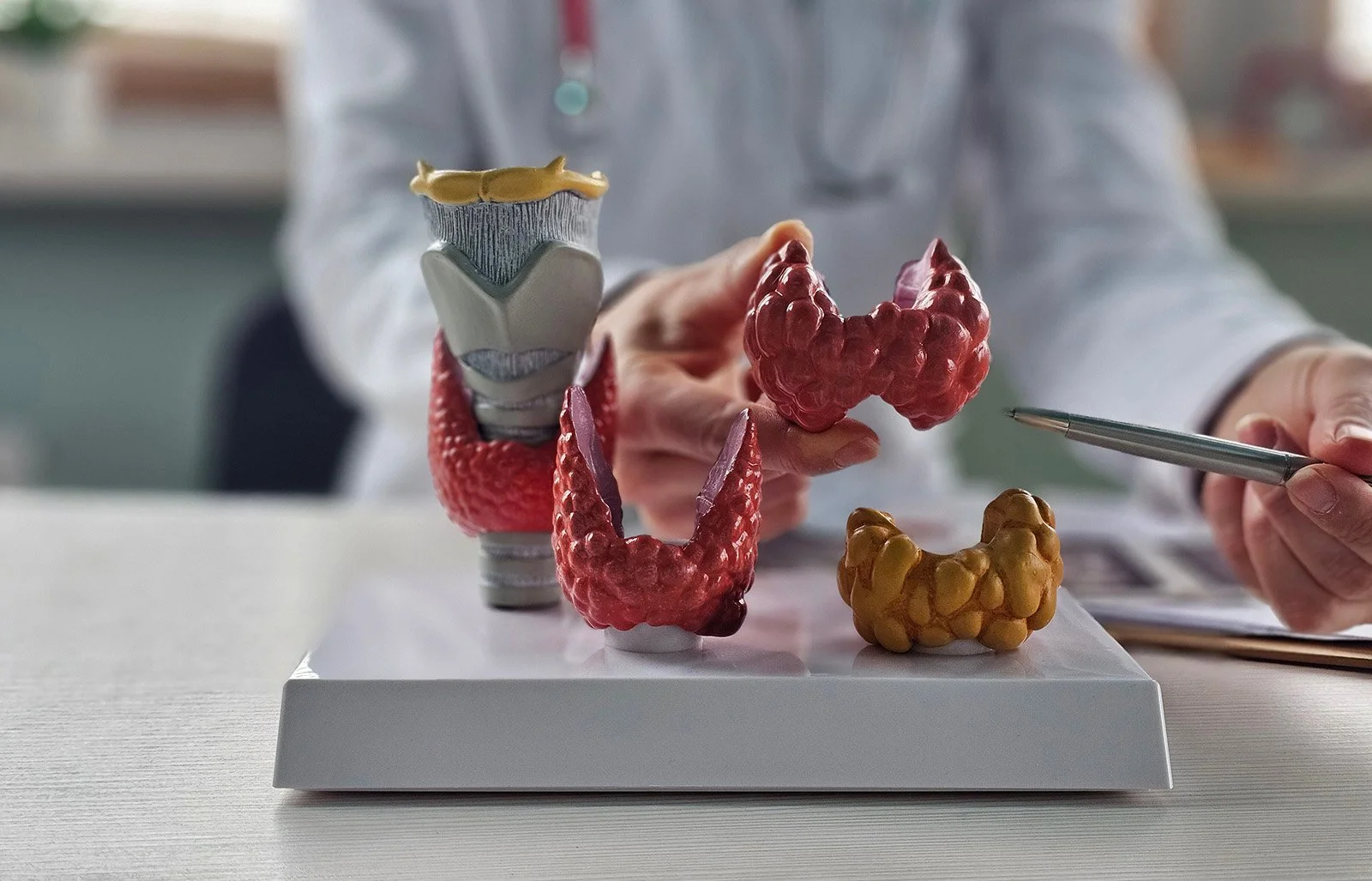 A person in a gray shirt holding a pen and examining a display of anatomical models of teeth and gums.