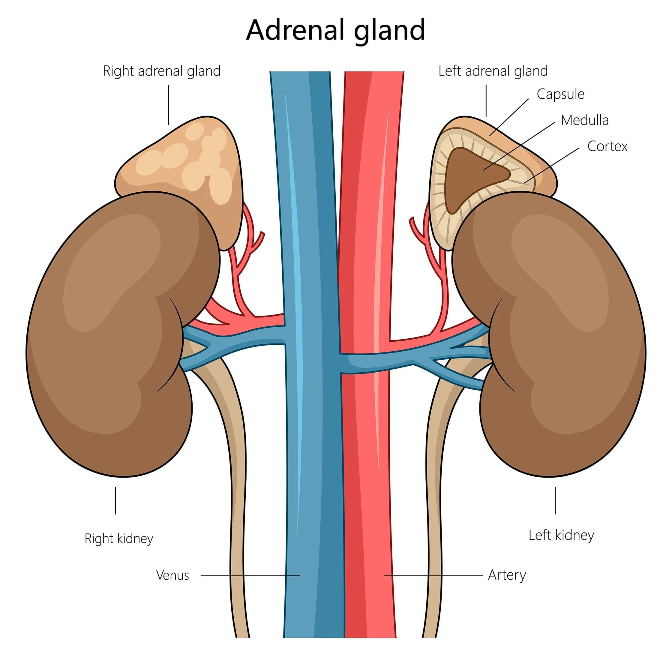 Diagram of the adrenal glands and kidneys showing the right and left adrenal glands, kidneys, arteries, and veins, with internal structures of the adrenal gland including capsule, medulla, and cortex. Adrenal Surgery Melbourne Dr Tourani.