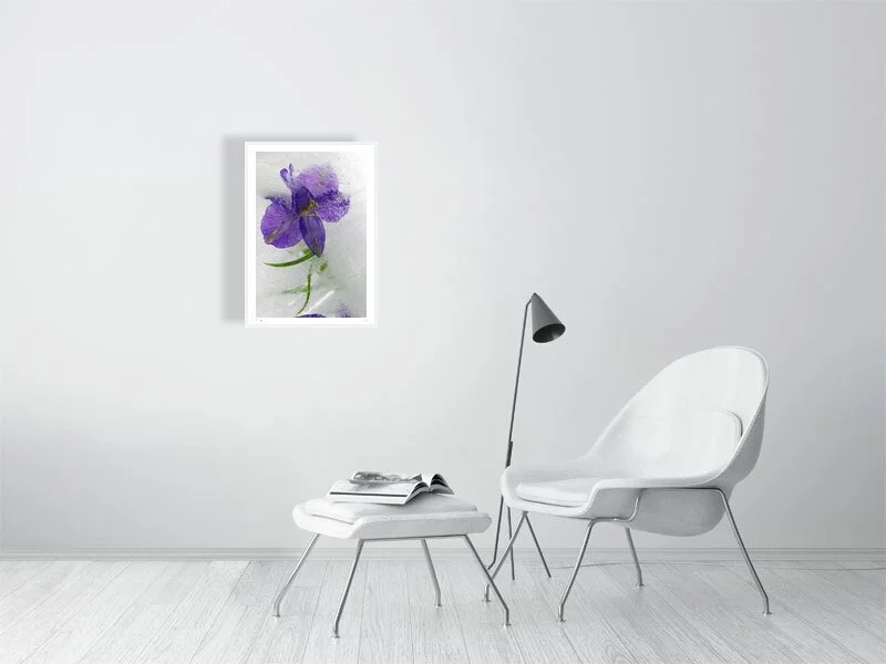 Purple delphinium flower fine art photography print available to buy. Also known as Larkspur