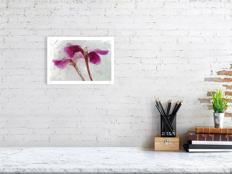 Cerise pelargonium flower fine art photography print available to buy. Also known as geranium