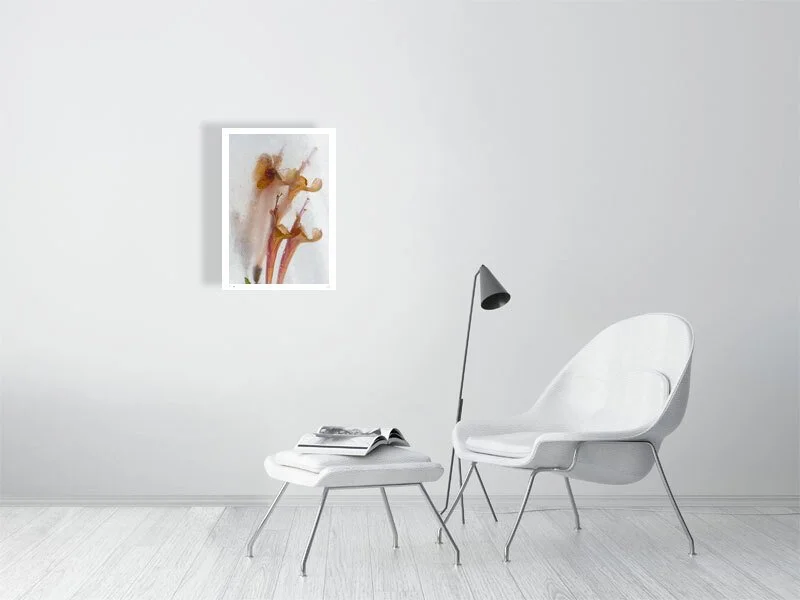 Orange agastache flower fine art photography print available to buy