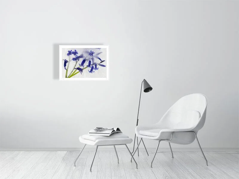 Purple english bluebells fine art photography print available to buy
