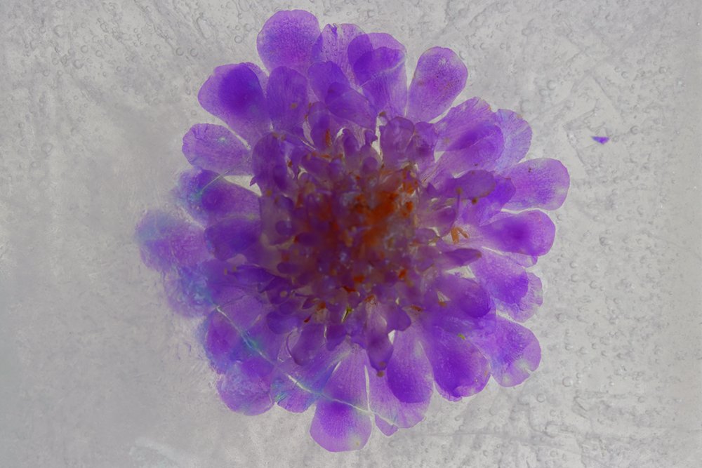 Mauve scabious flower fine art photography print available to buy