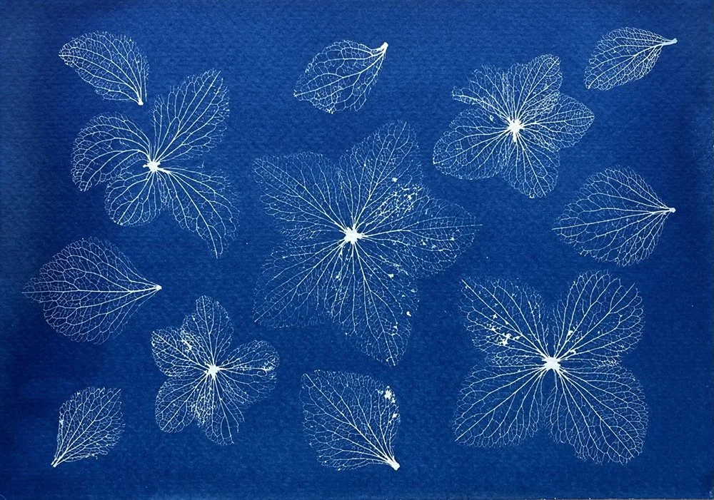 Prussian blue original cyanotype print of Hydrangea flowers