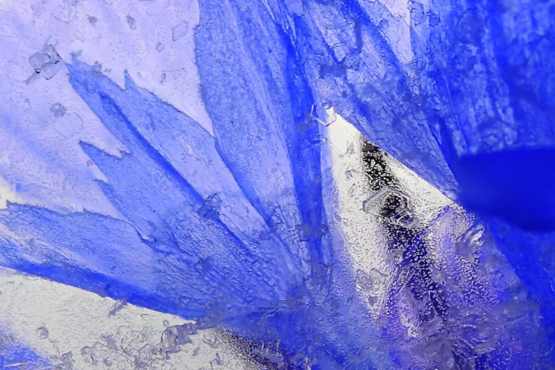 SeenUnseenCornflowerDetail©SkevyStyliaArt.jpg